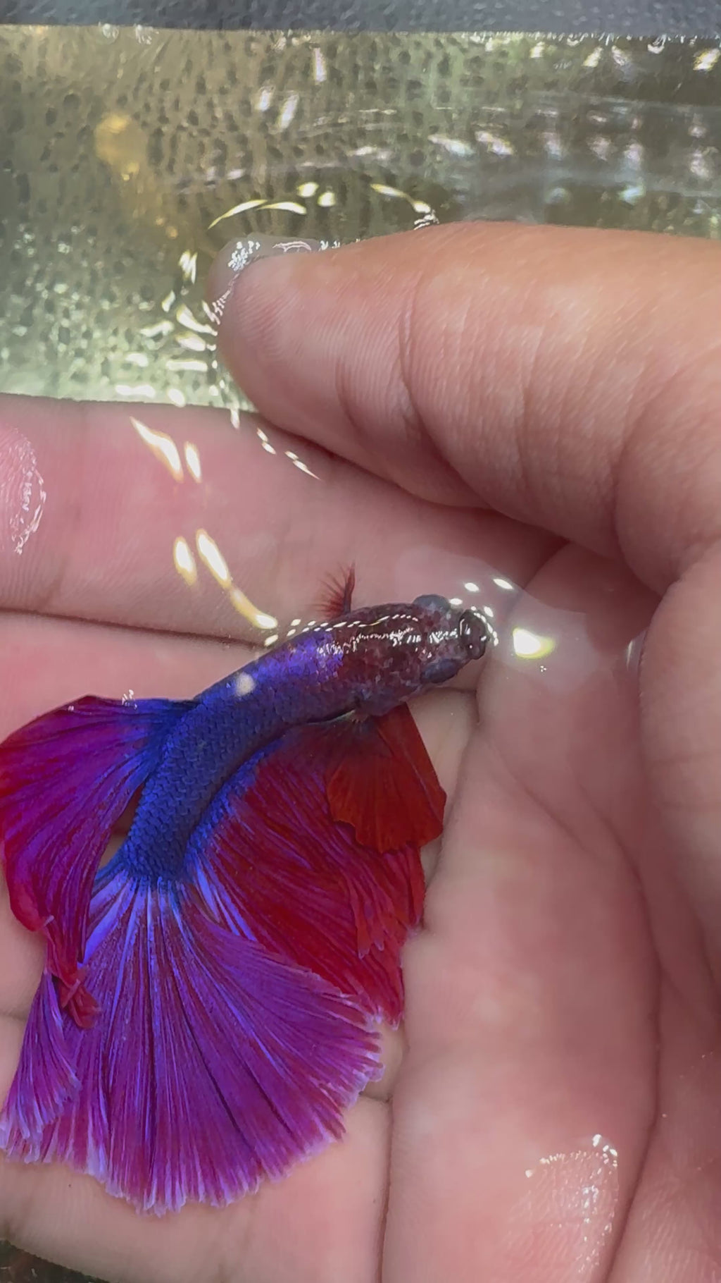 Purple Rosetail — M-031