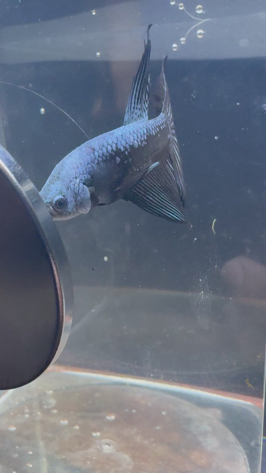 Samurai Gray Delta Male Betta | RZ-54