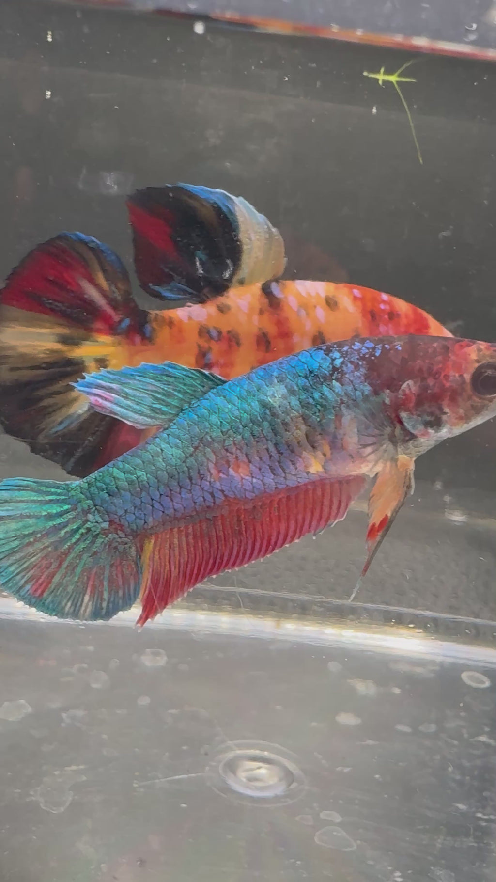 Giant HMPK Breeding Pair — Pareja 2