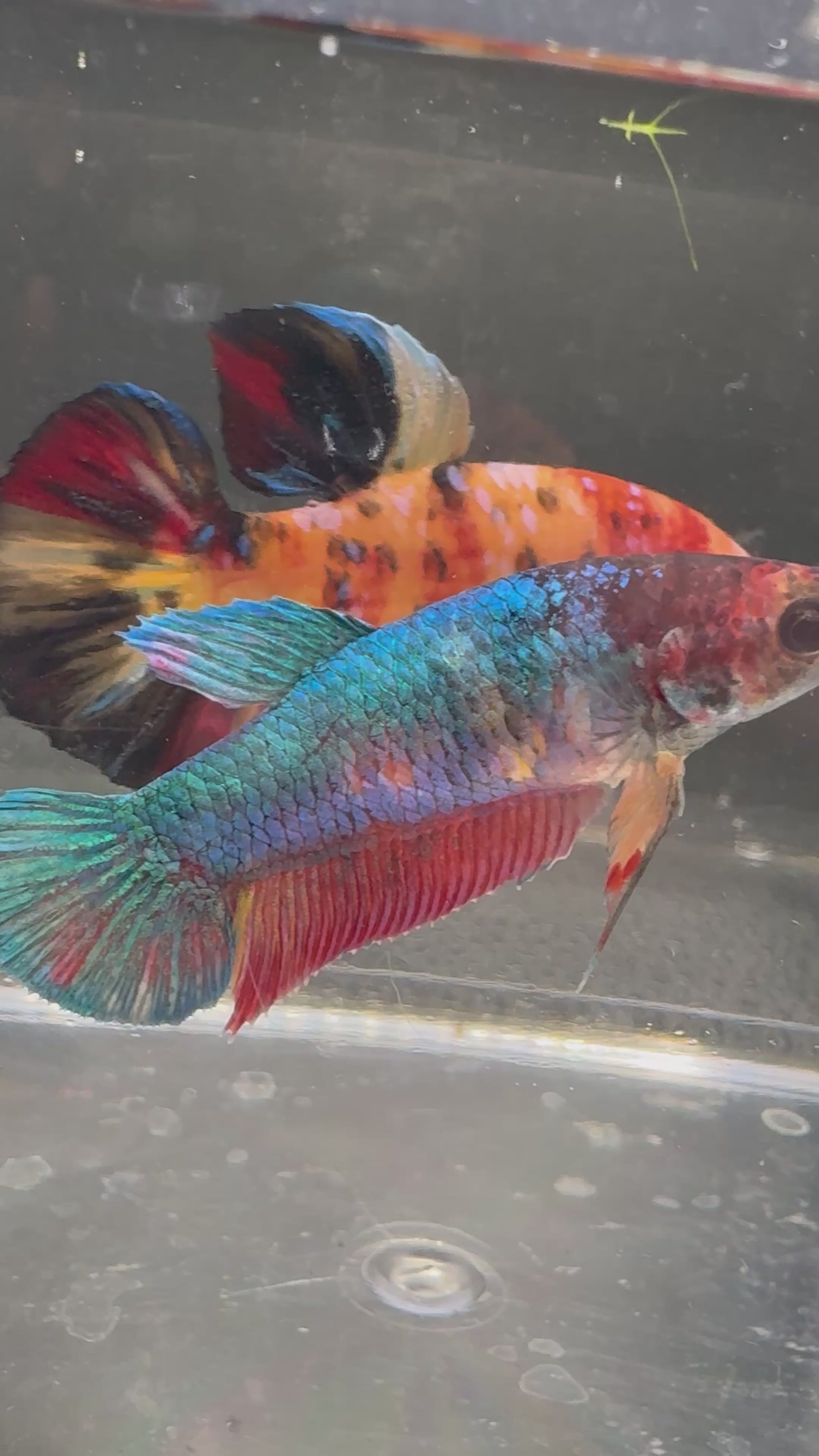 Giant HMPK Breeding Pair — Pareja 2
