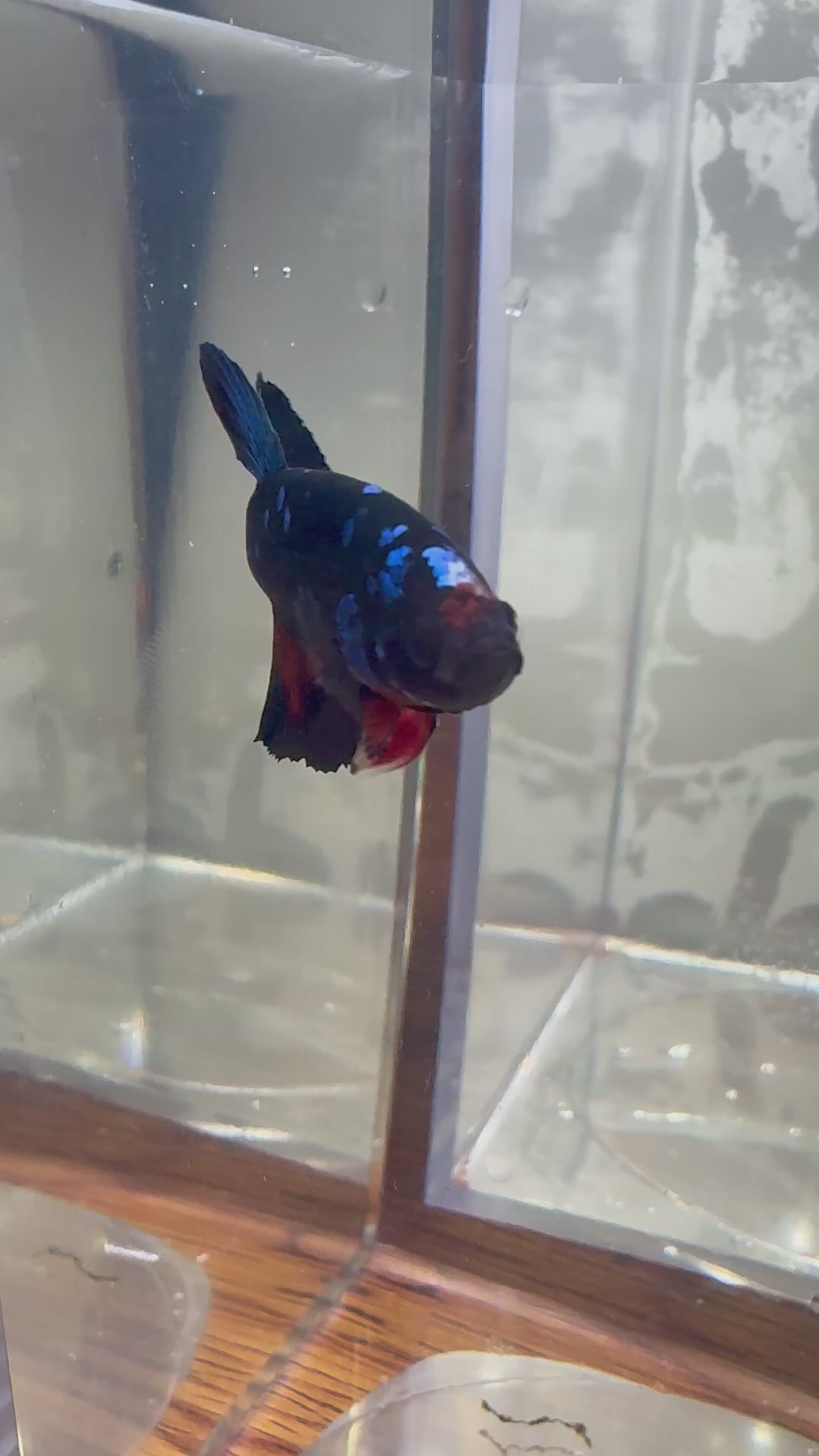 Avatar Plakat Male Betta | RZ-15