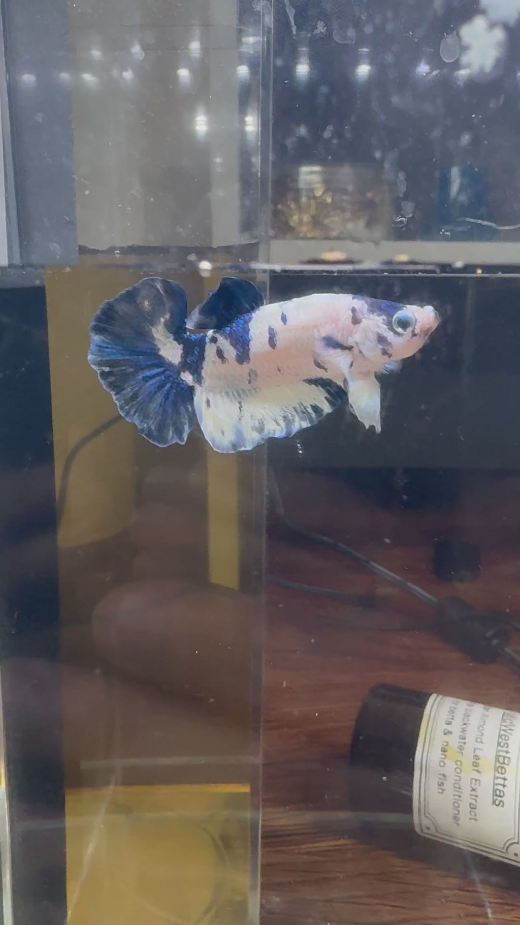 Blue Marble HMPK Male Betta | CG-37