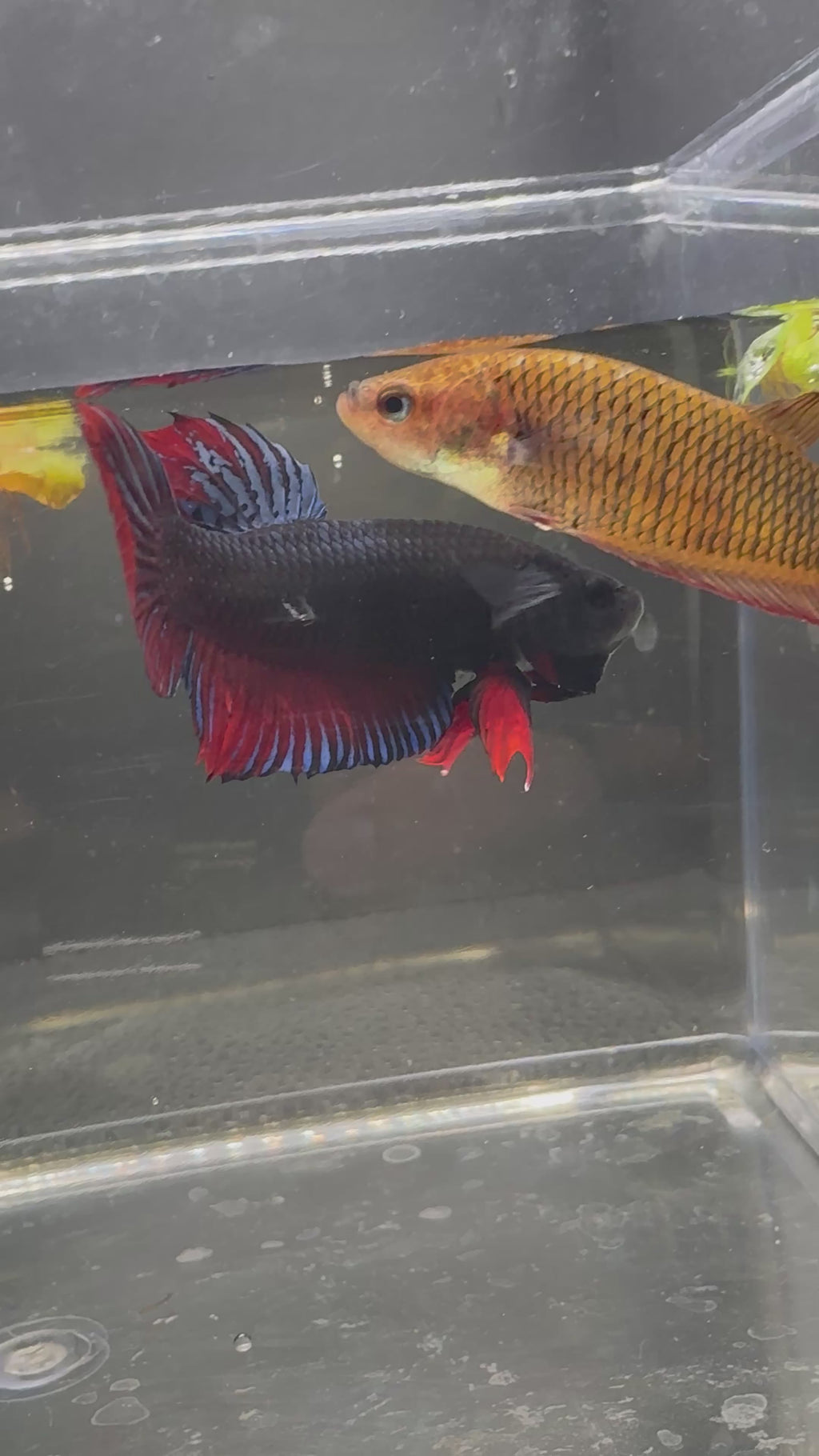 Thai Fighter Breeding Pair (2)