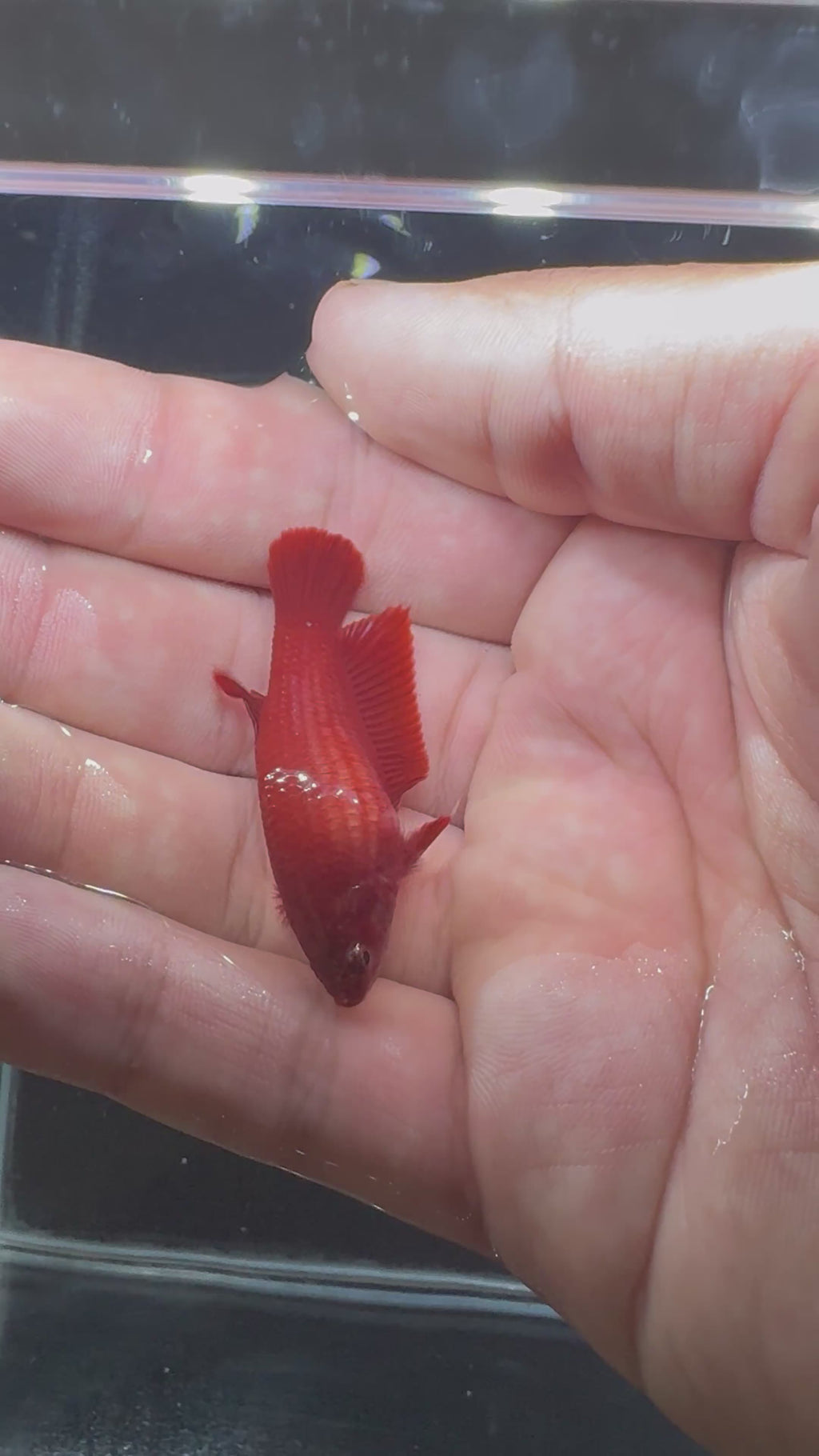 Breeding pair Super Red Betta | CG-47-CG-51