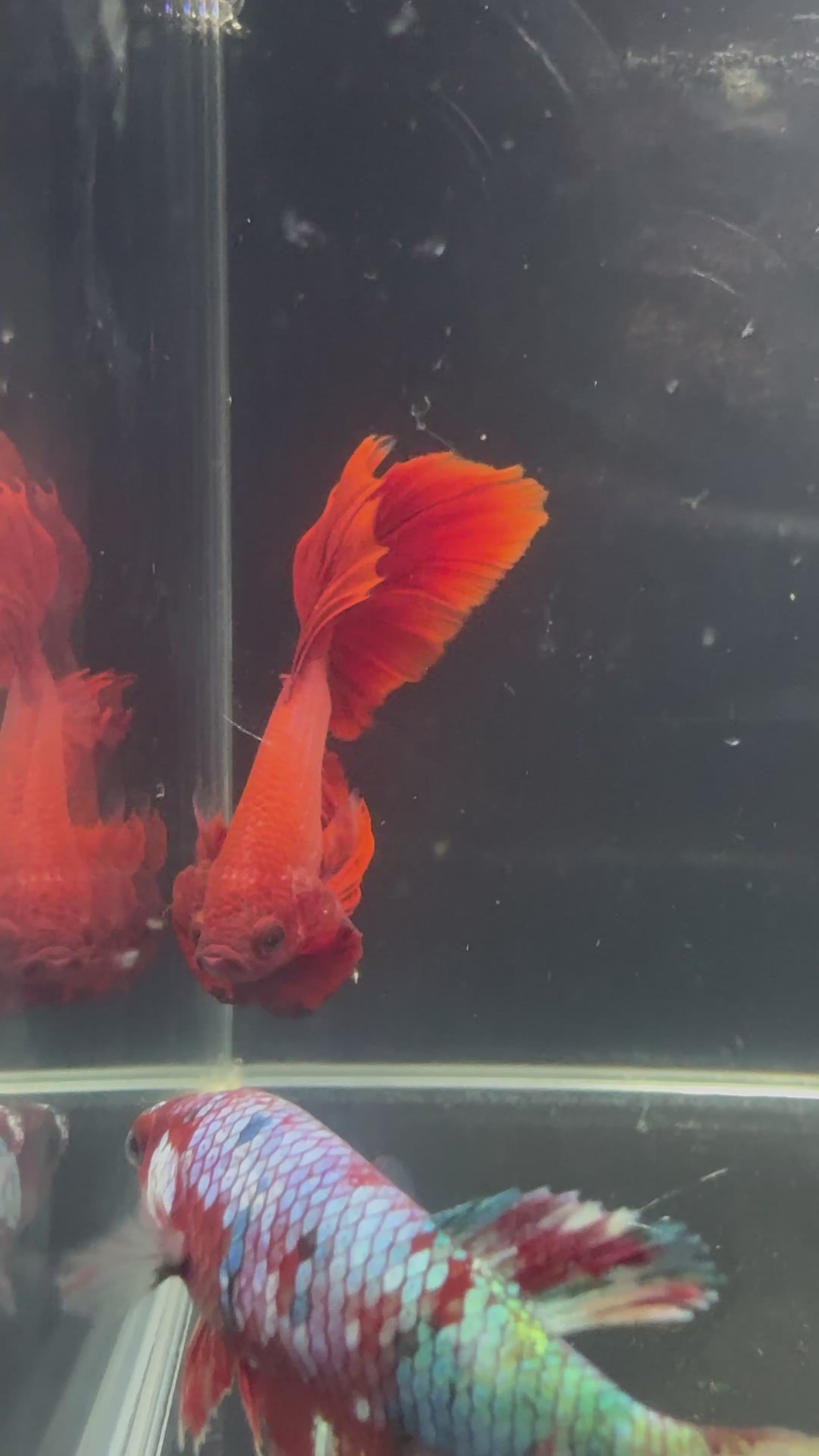 Super Red breeding Pair HM CG-45 Cg-55