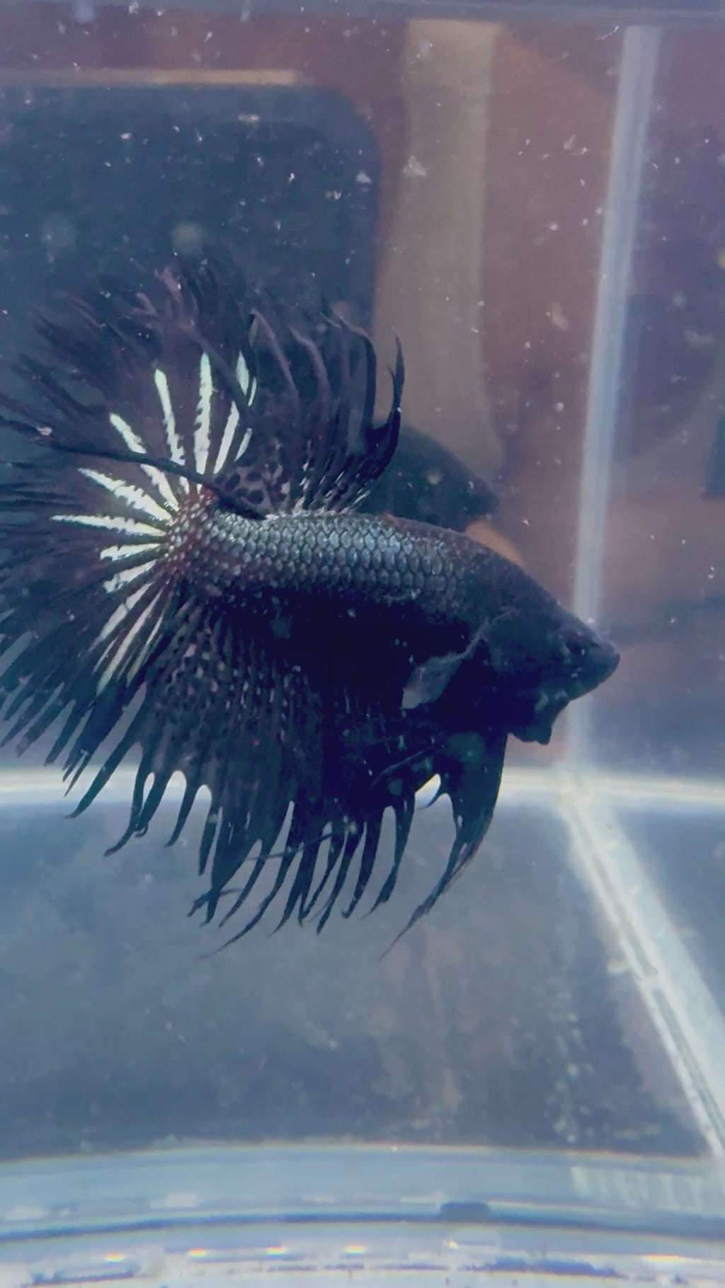 Black Orchid King Crowntail Betta | CG-87