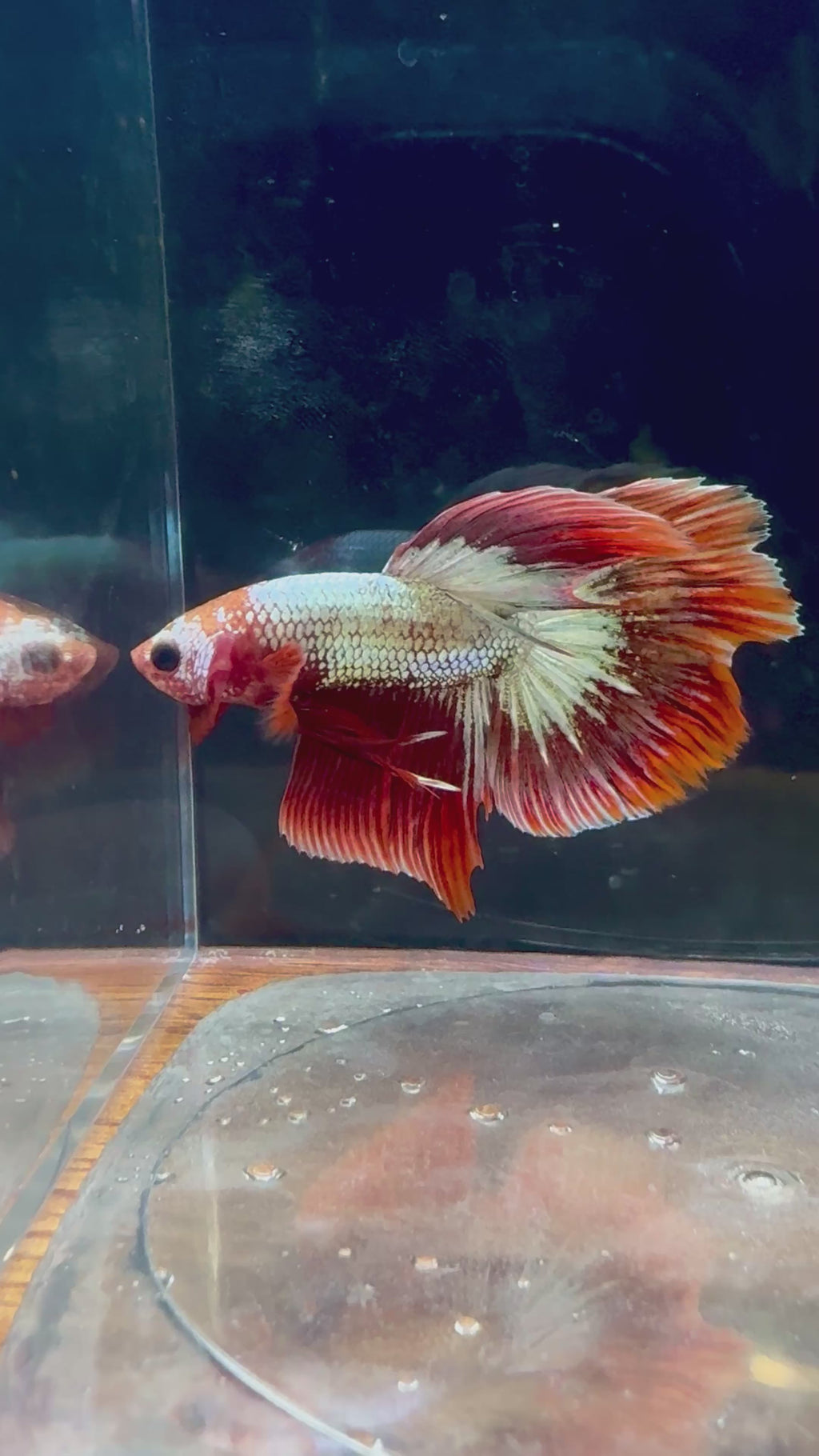 FCCP HM Male Betta | RZ-37
