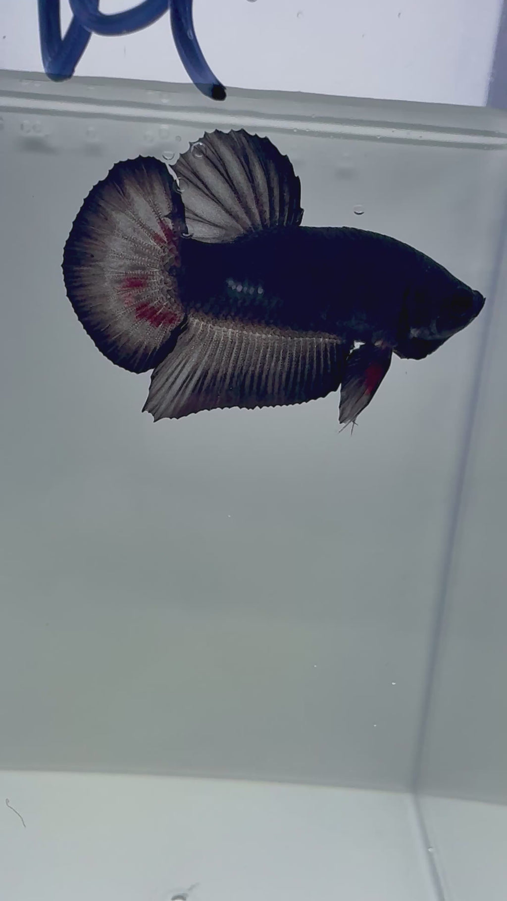 Black Vampiro HMPK Male Betta | RZ-82