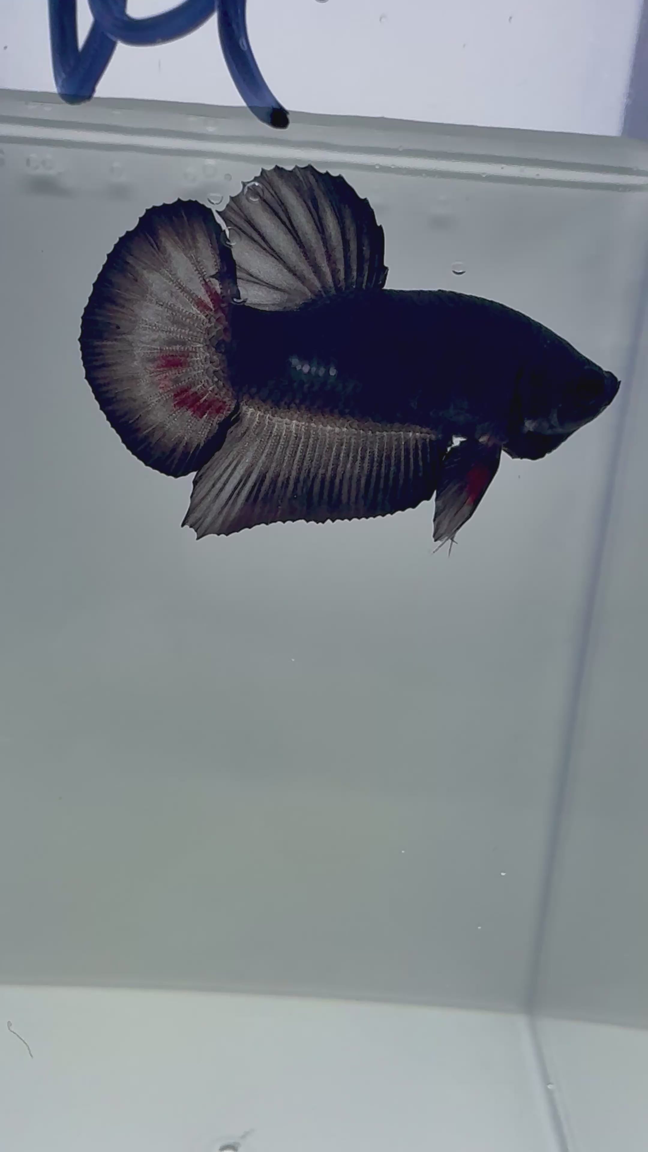 Black Vampiro HMPK Male Betta | RZ-82