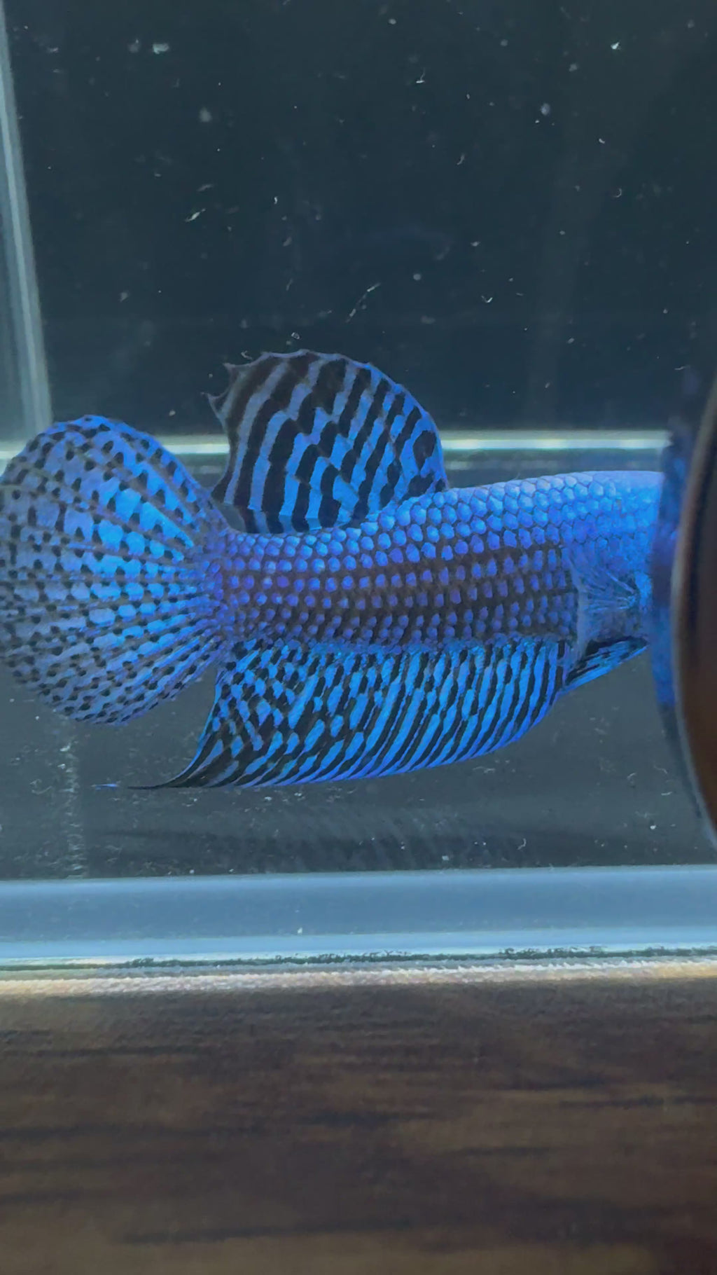 Blue Alien Male Betta | CG-23