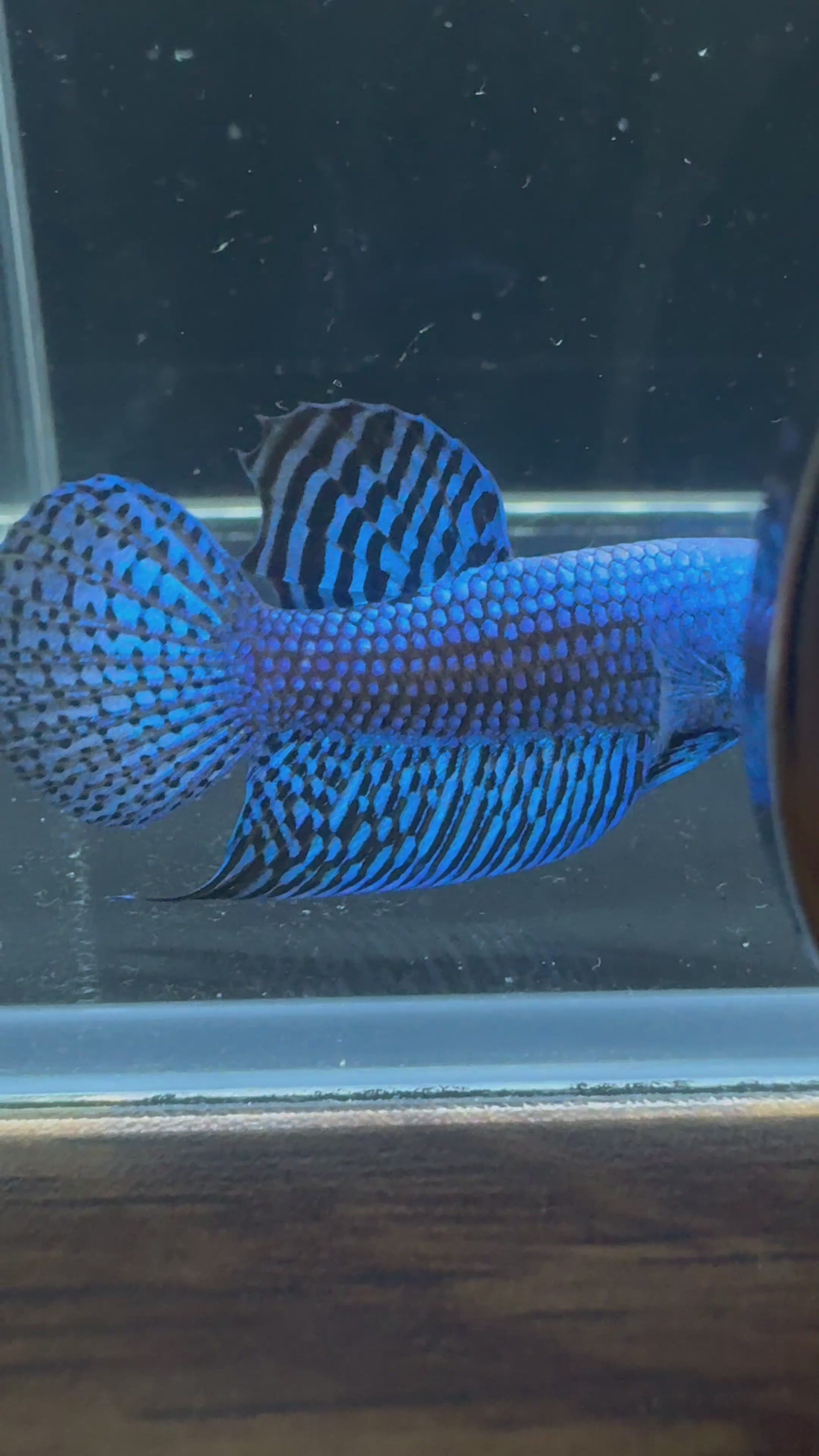 Blue Alien Male Betta | CG-23