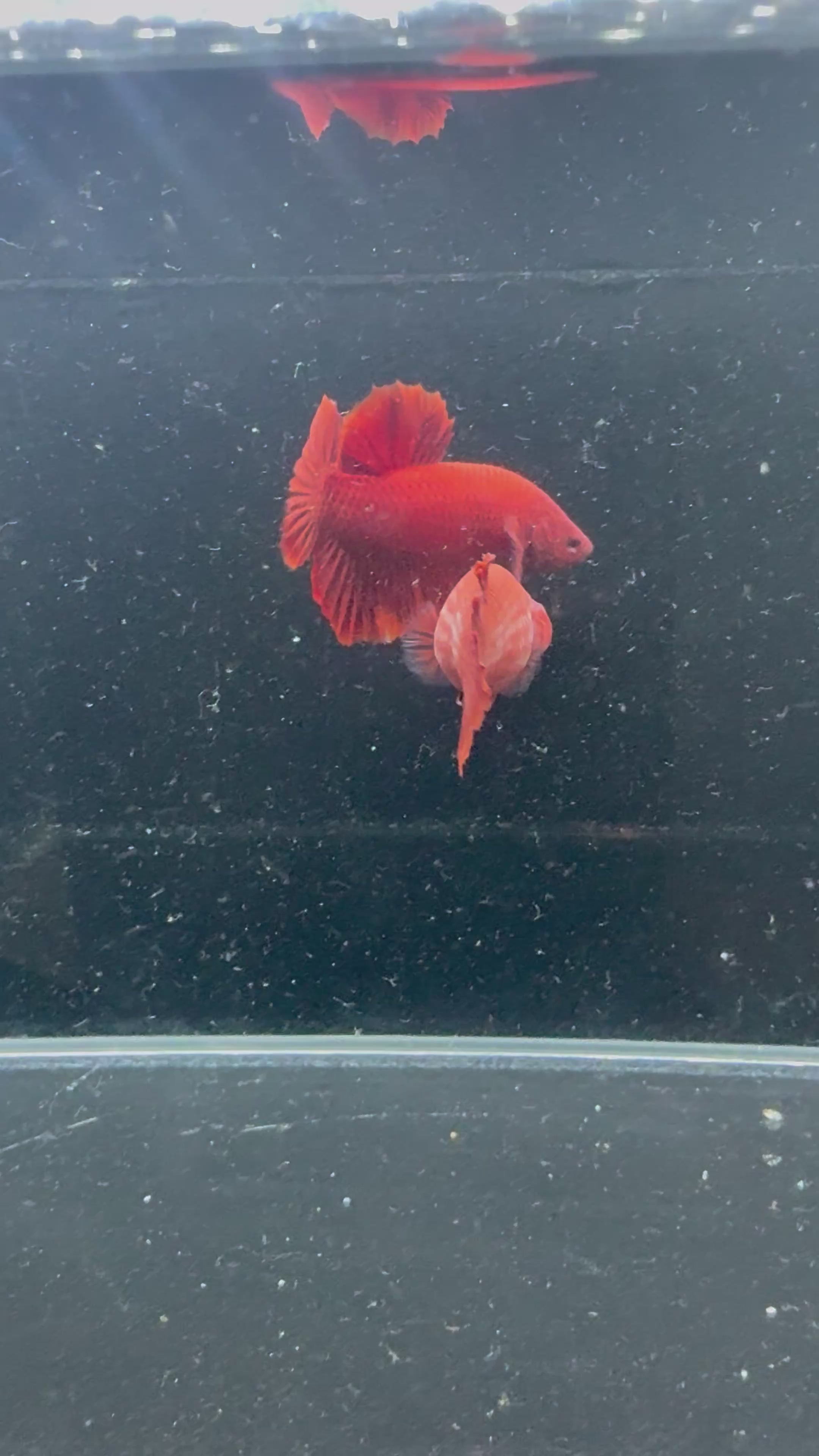 Super Red HMPK Male Only | CG-50/