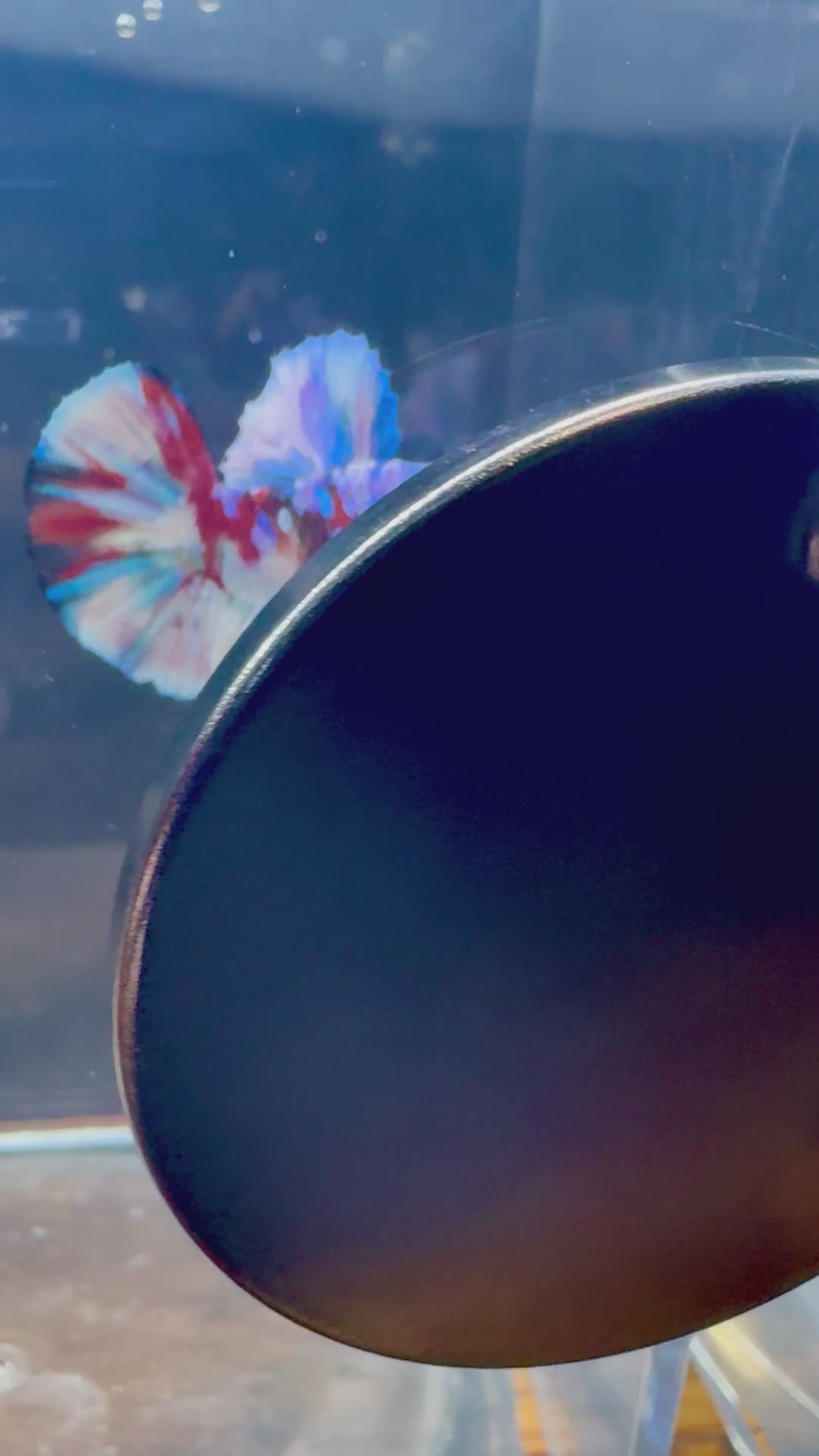 Barongasai HMPK Male Betta | RZ-43