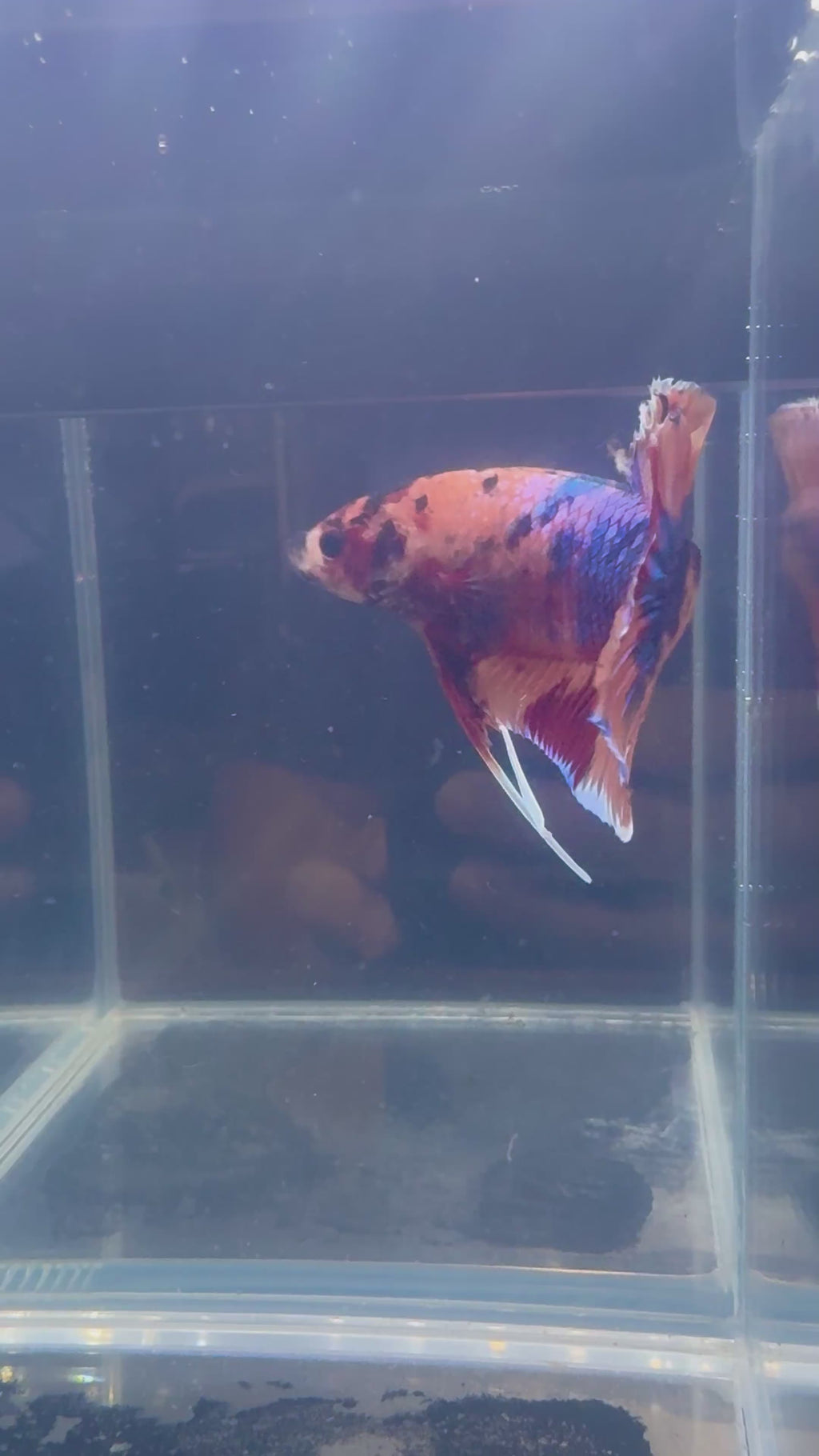 Giant Jumbo Candy Galaxy Koi Male Betta Fish Male | CG-75