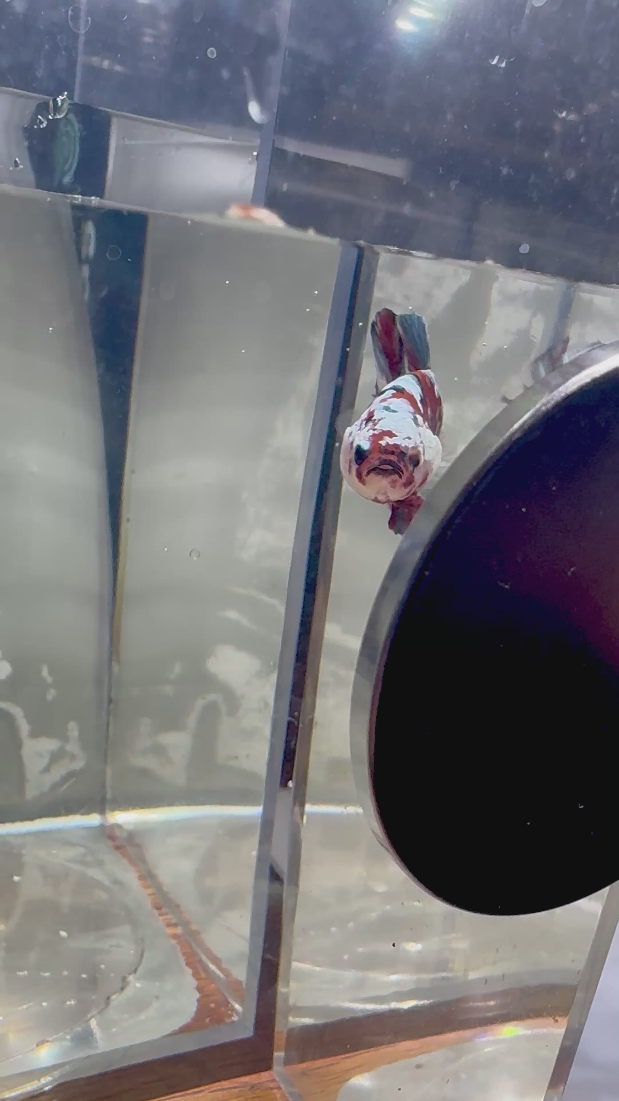 Red Koi Copper Male Betta | RZ-20