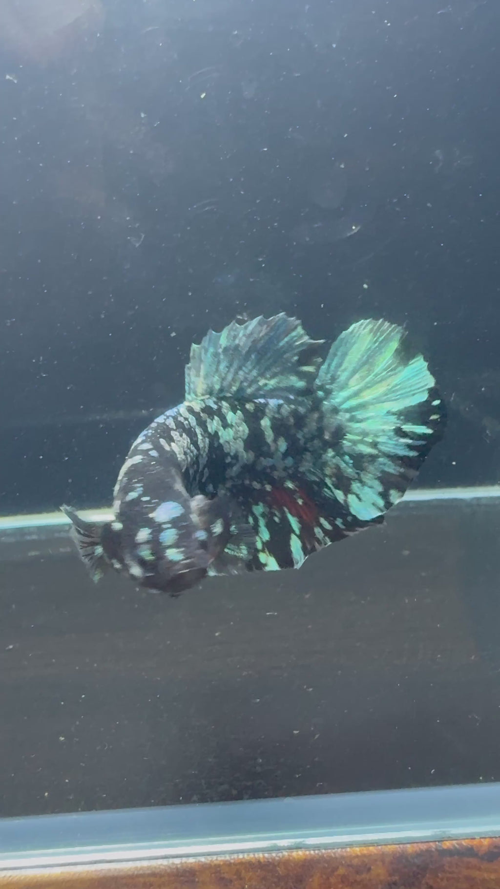 Avatar Galaxy HMPK Male Betta | CG-34