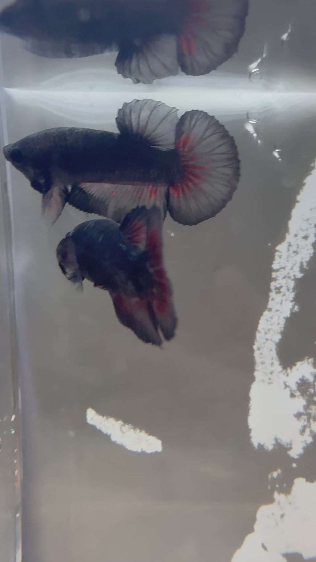 Black Vampiro HMPK Breeding Pair | RZ-18/RZ-81
