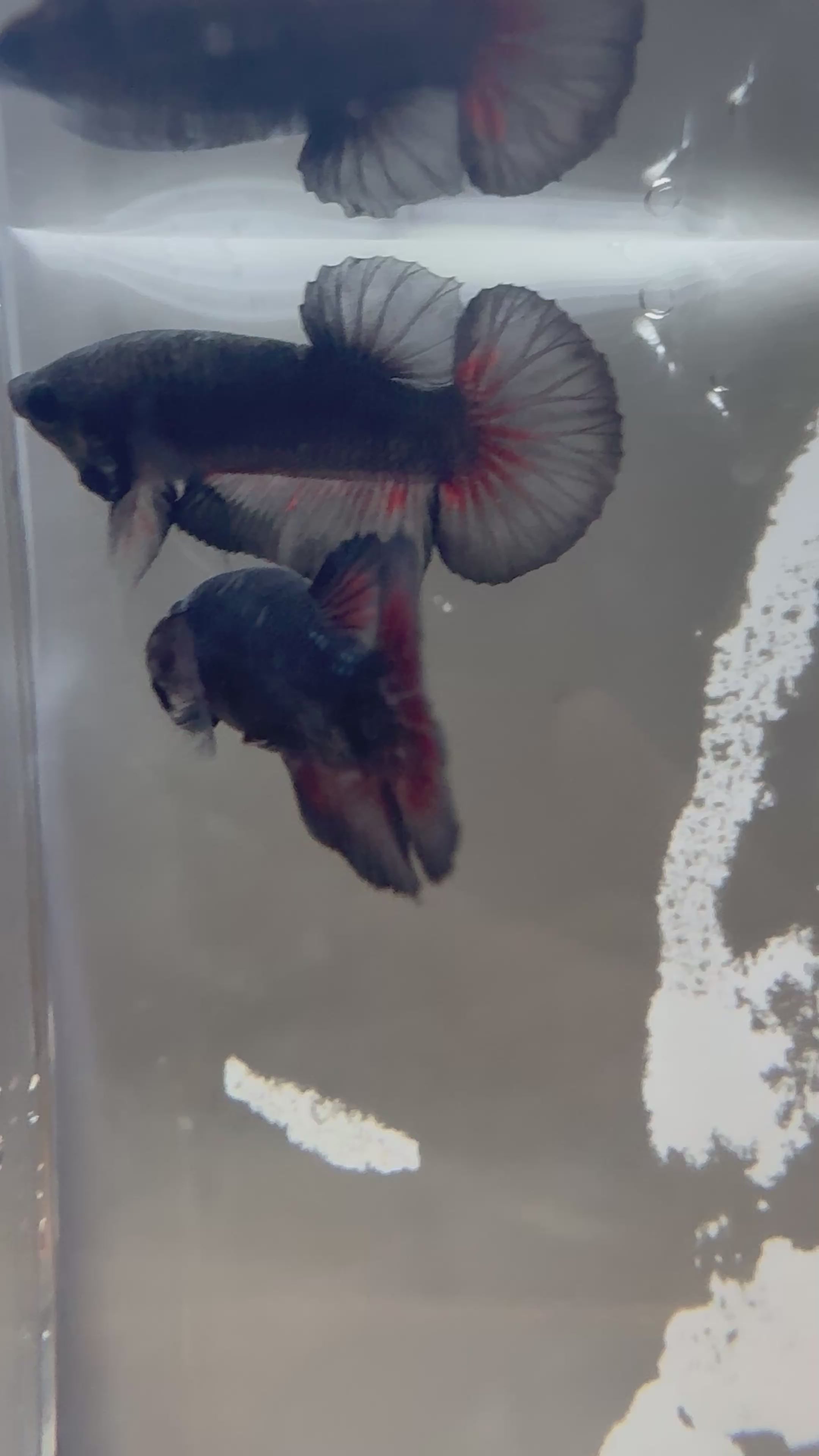 Black Vampiro HMPK Breeding Pair | RZ-18/RZ-81