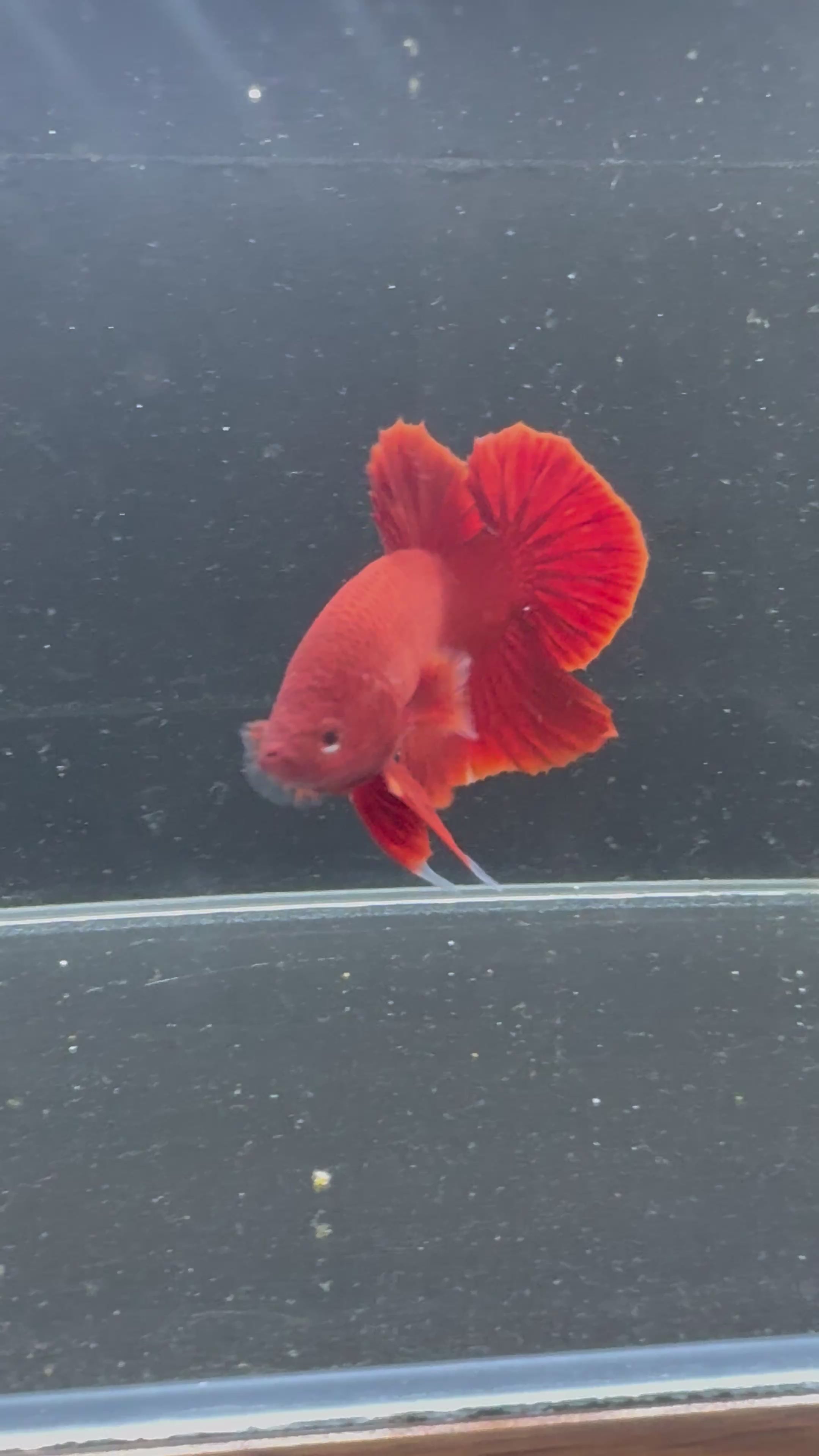 Super Red Breeding Pair | CG-52/CG-57