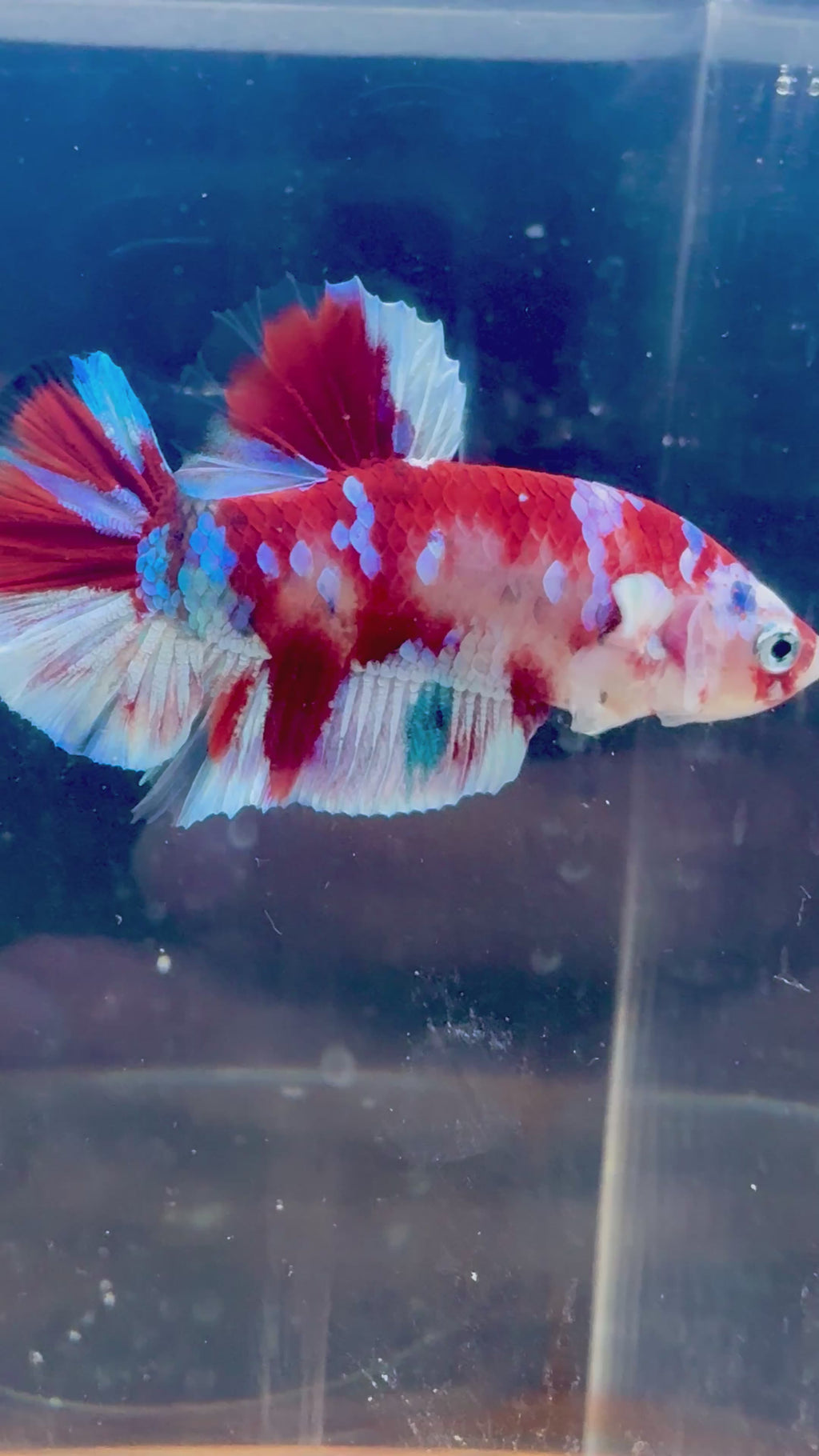 Barongasai HMPK Male Betta | RZ-42