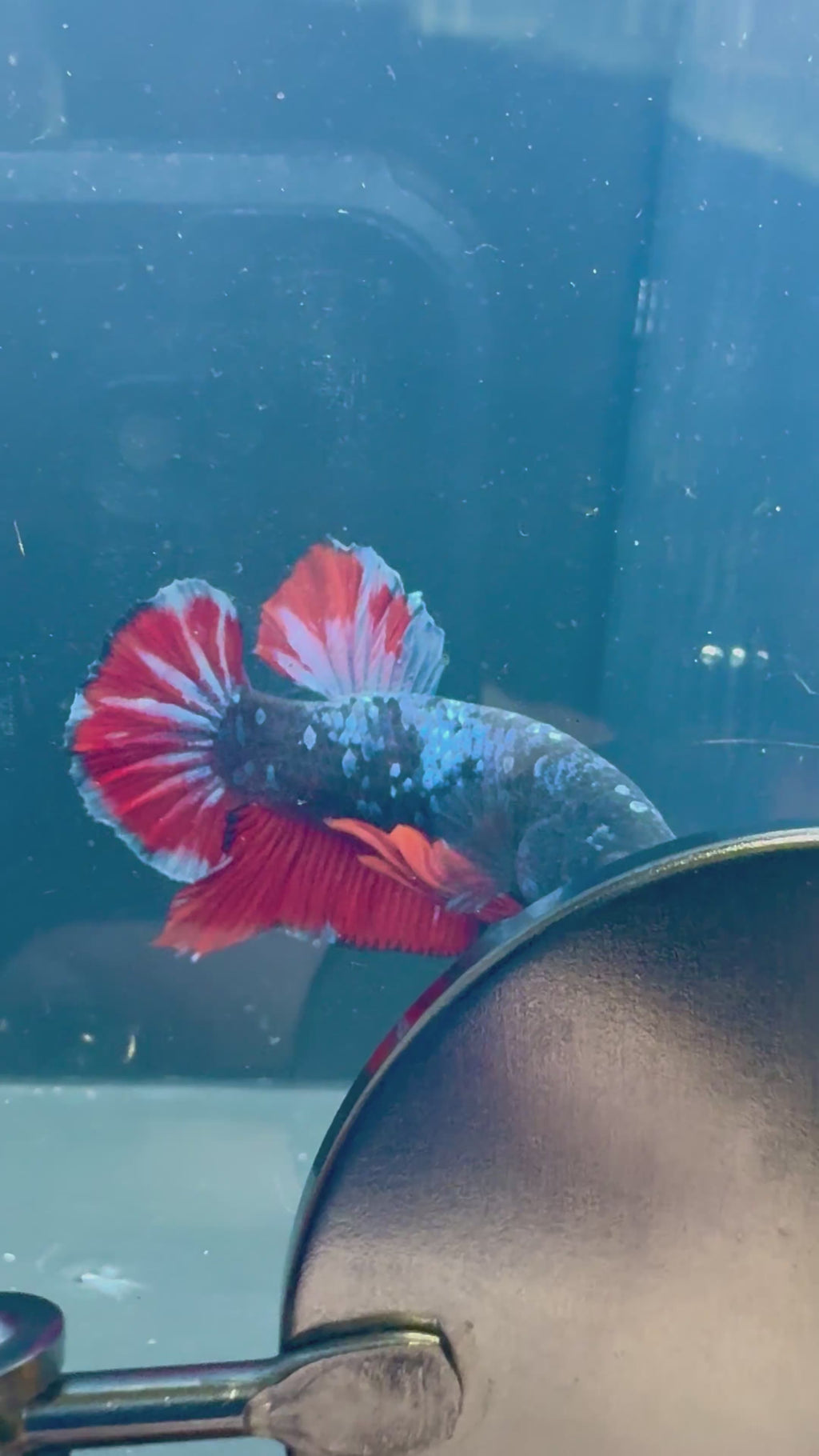 Avatar Vampiro HMPK Male Betta | RZ-80