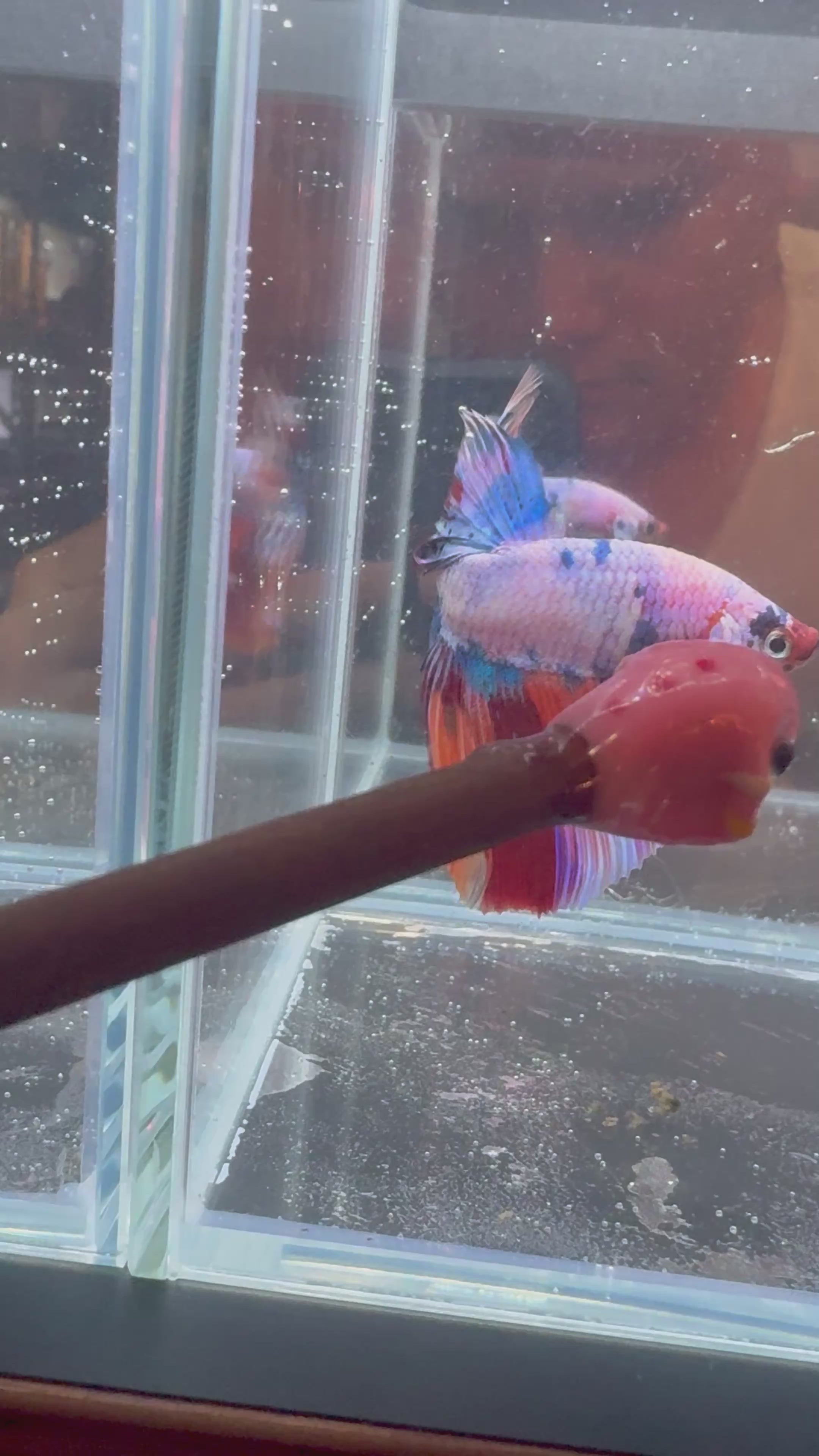 Nemo Pink Candy Halfmoon | CG-114