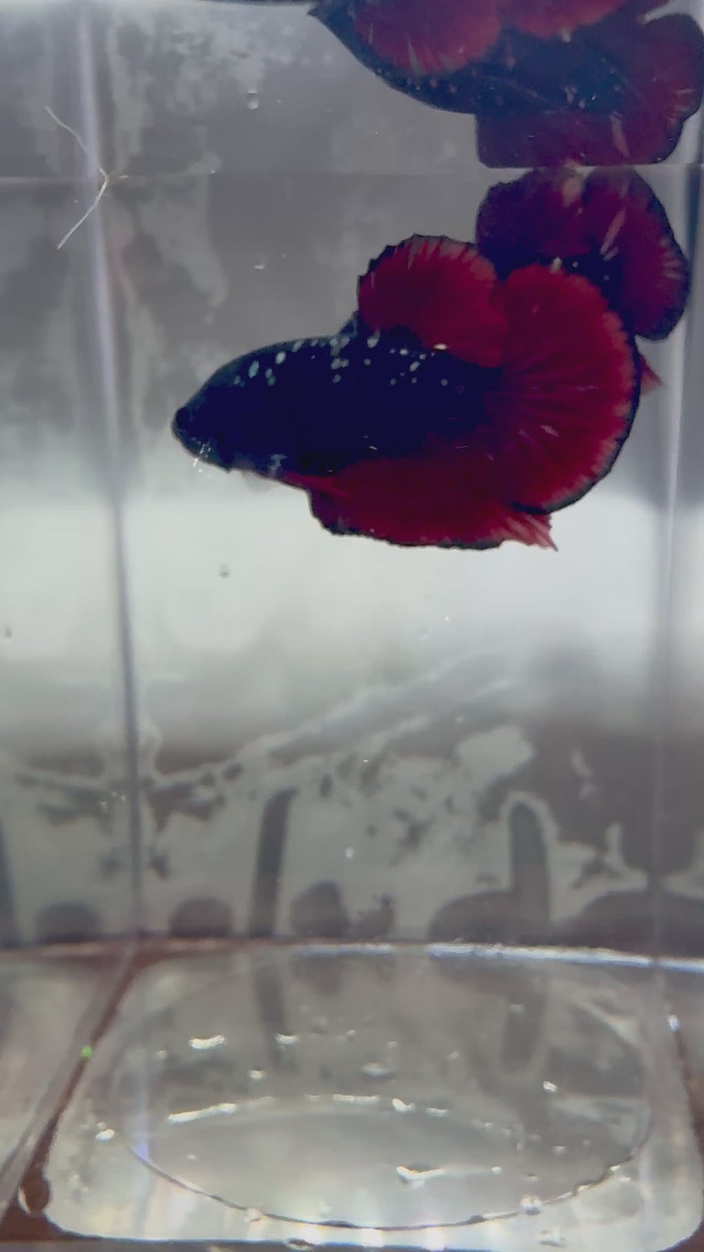 Avatar Nebula Male Betta | RZ-11
