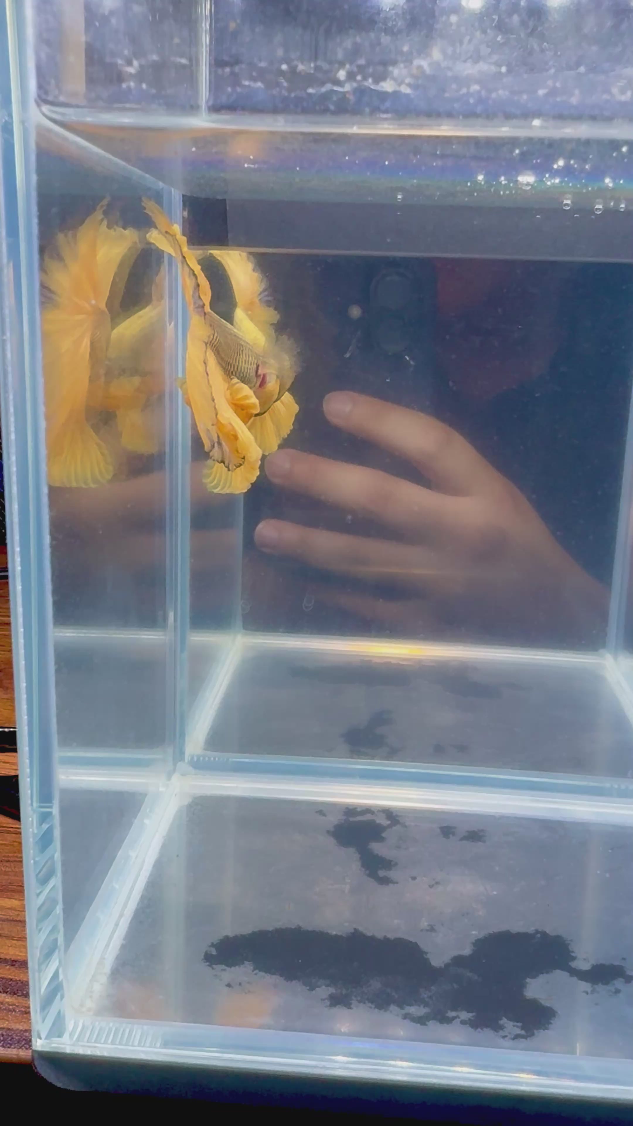 Pineapple Halfmoon Male Betta | CG-72