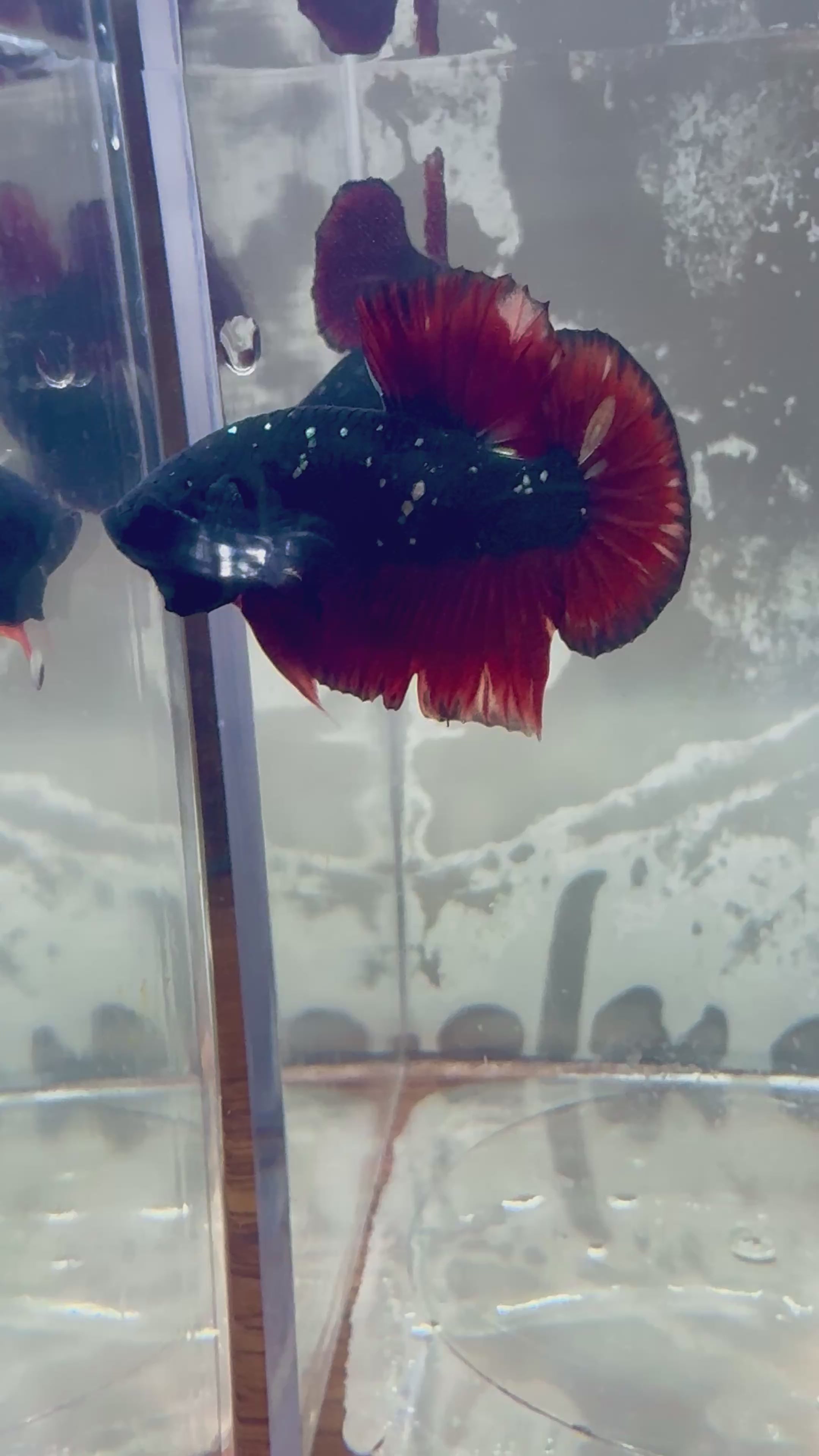 Avatar Nebula Male Betta | RZ-12