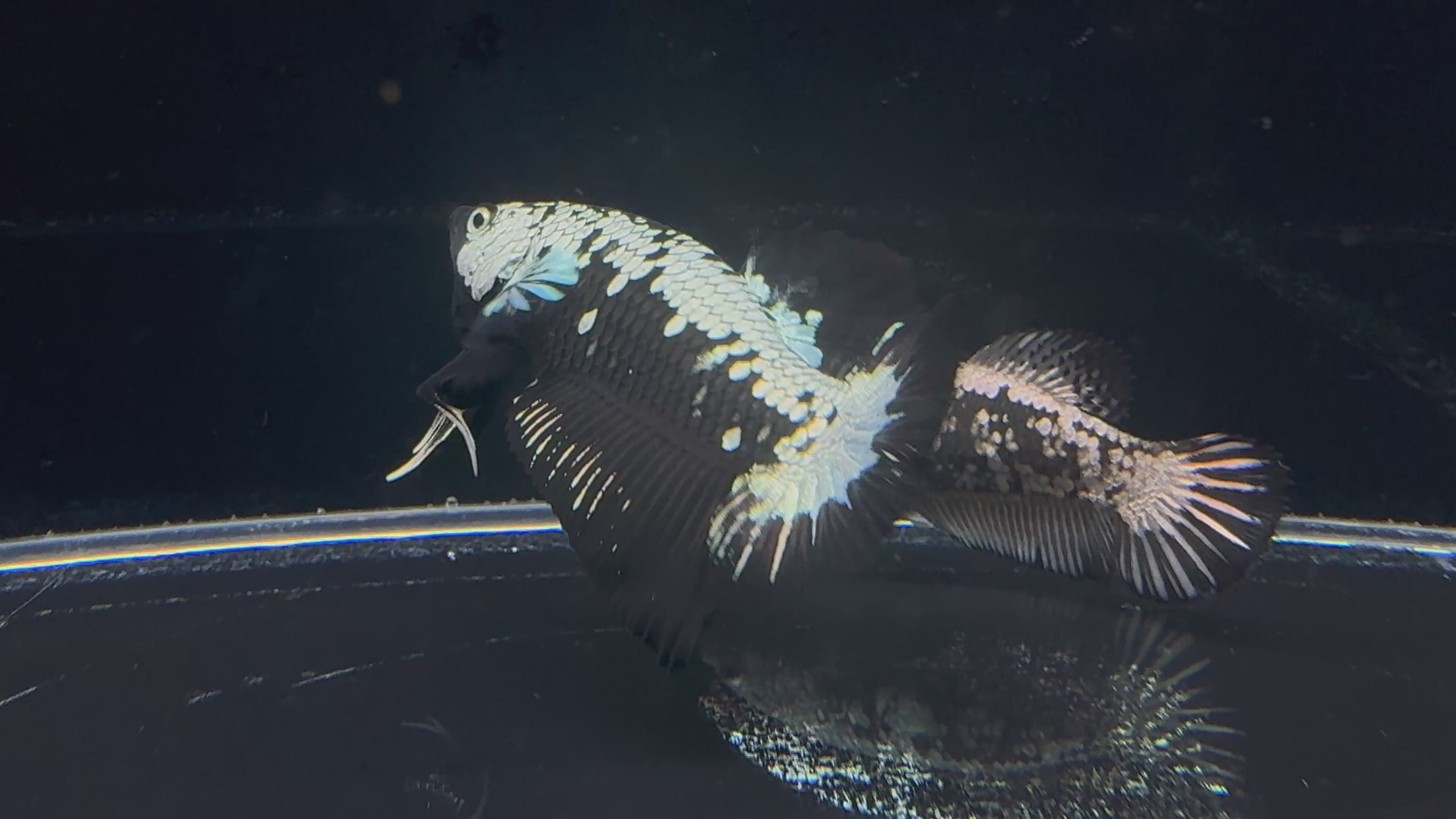 Black Samurai/Mamba Plakat Breeding Pair | CG-58/CG-59