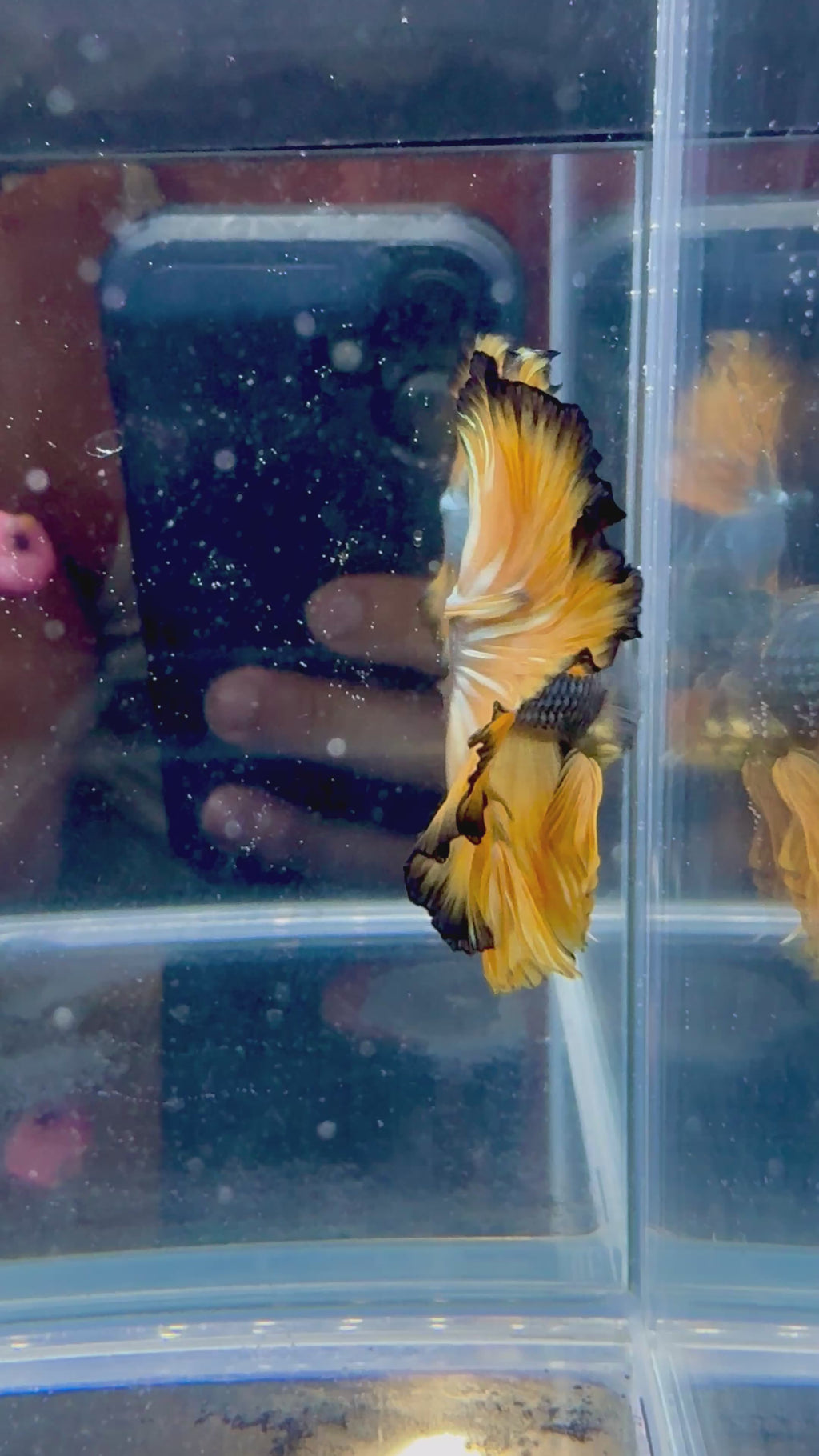 Mustard Gas Green Rosetail Over Halfmoon Male Betta | CG-65