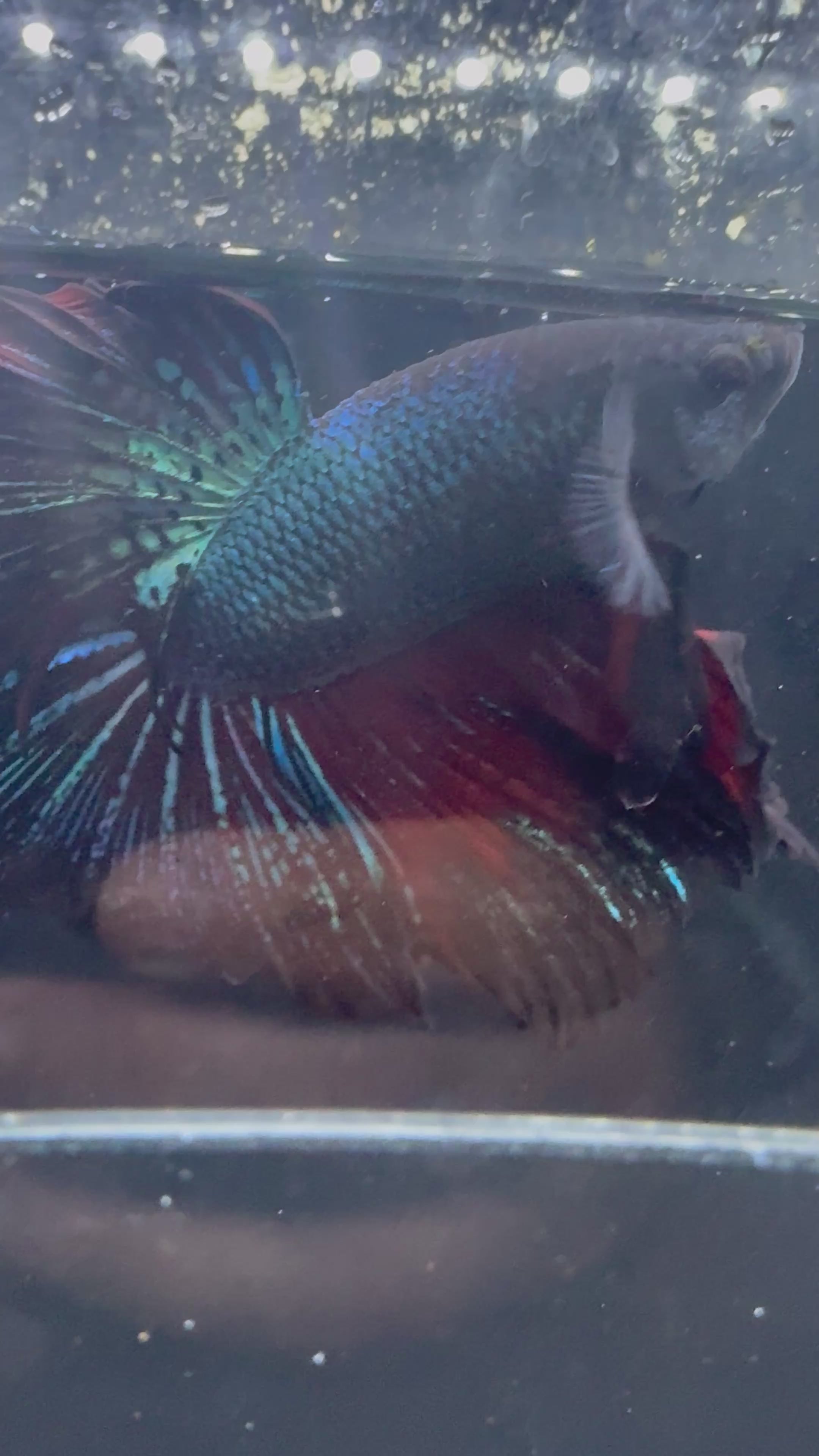 Black Light King Halfmoon Male Betta | CG-19