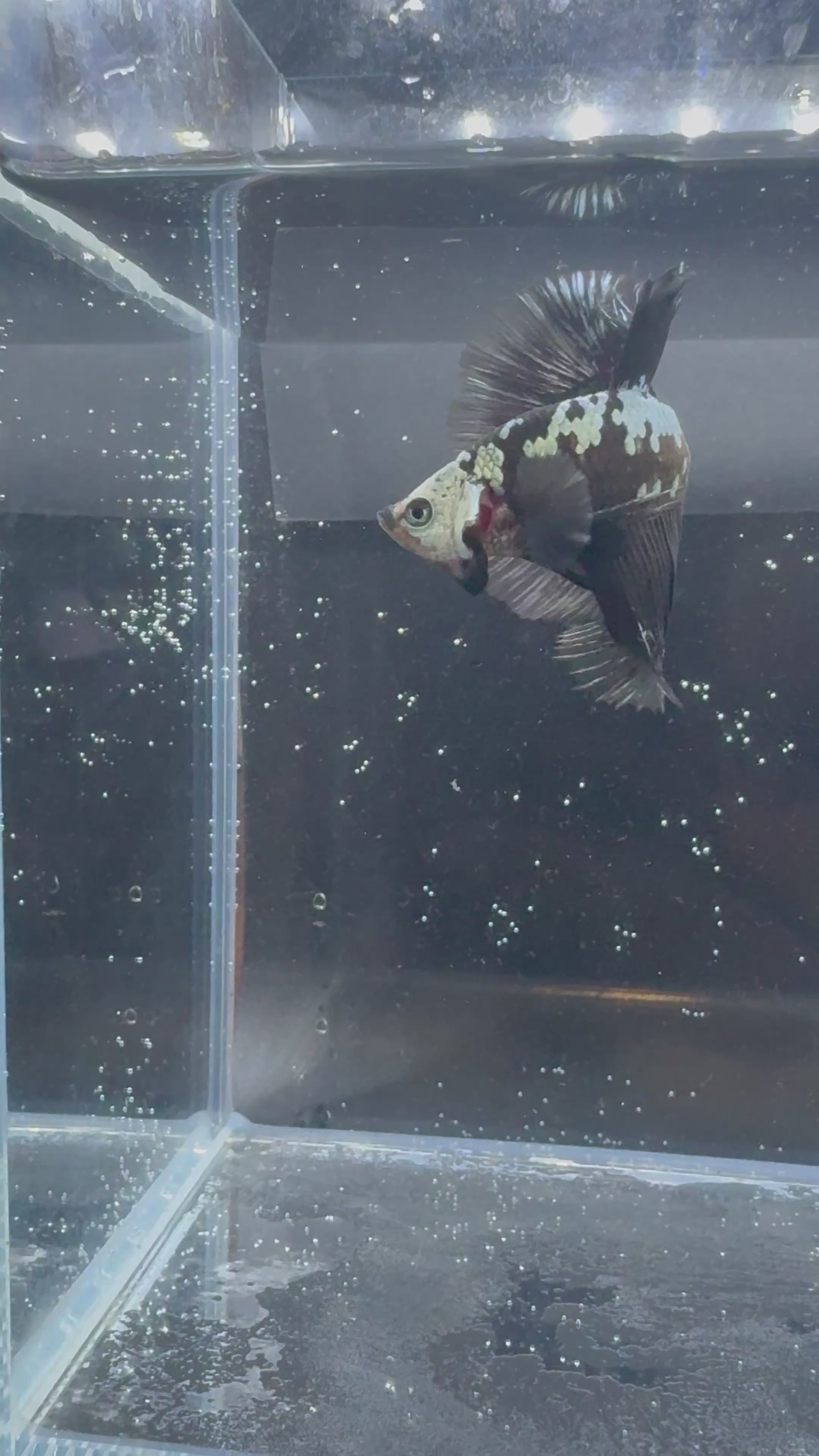 Black Samurai Marble Halfmoon Male Betta | CG-123