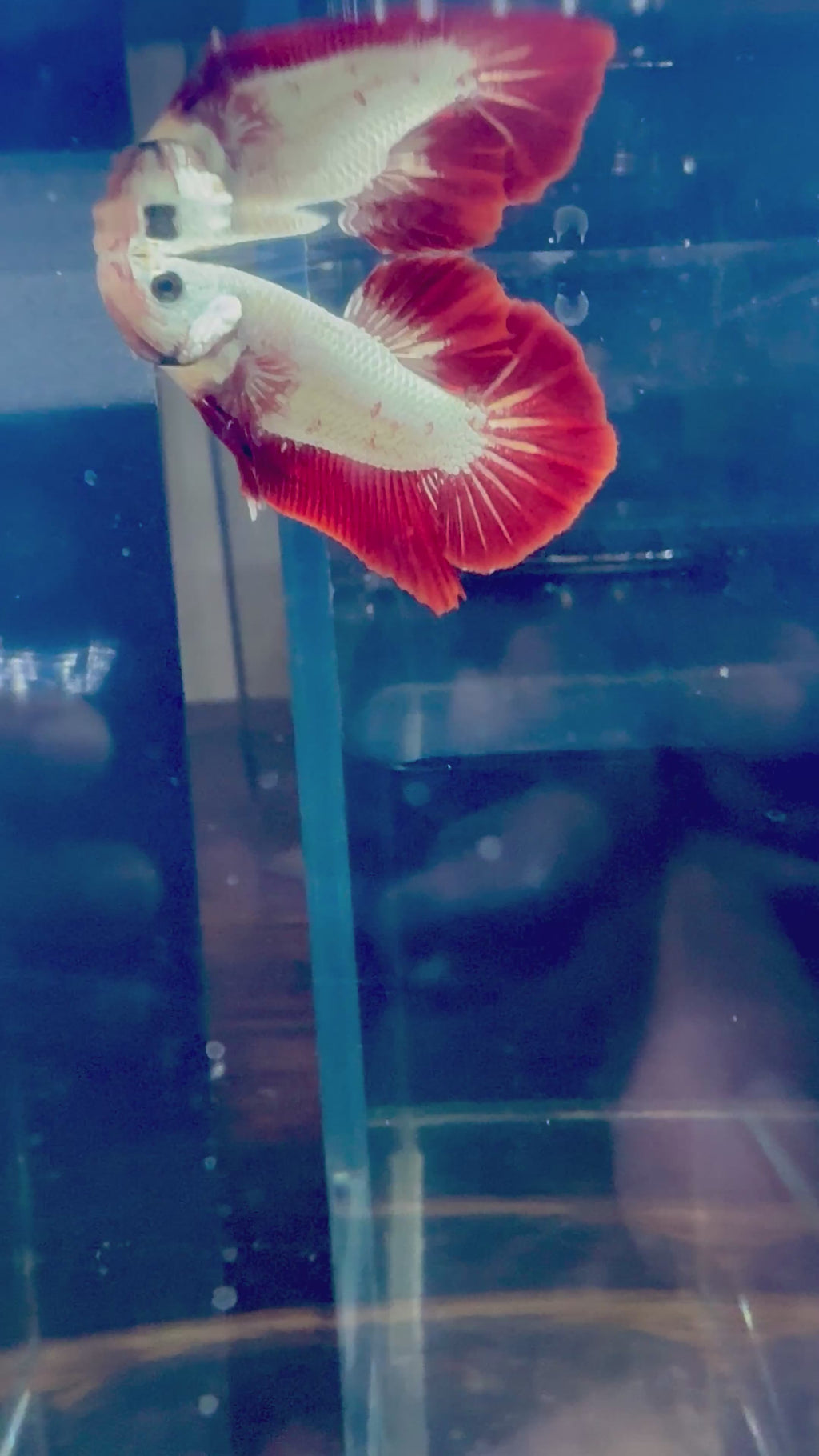 Red Dragon breeding Pair Betta | RZ-56 RZ-58