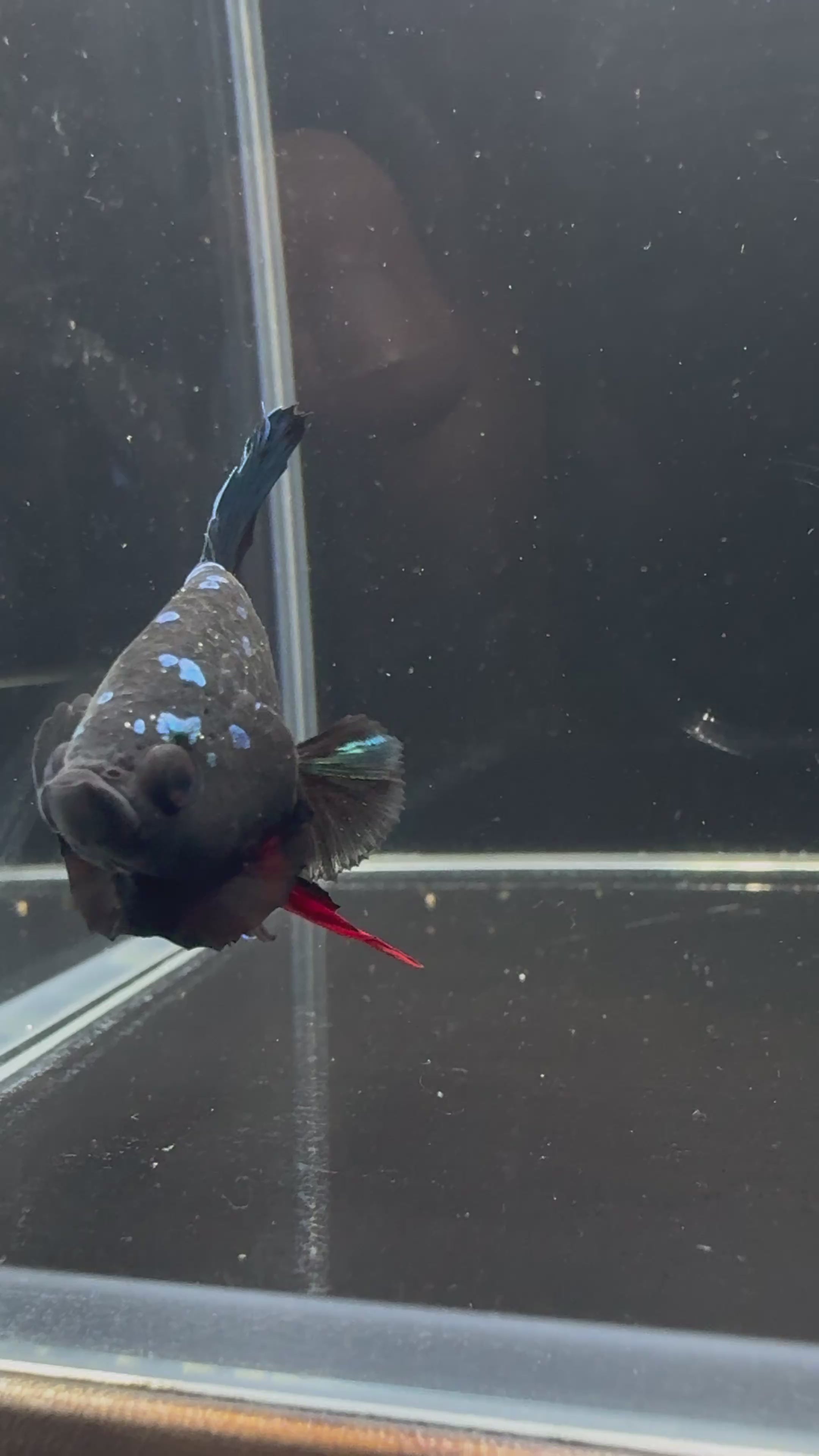 HMPK Avatar Male Betta | CG-33