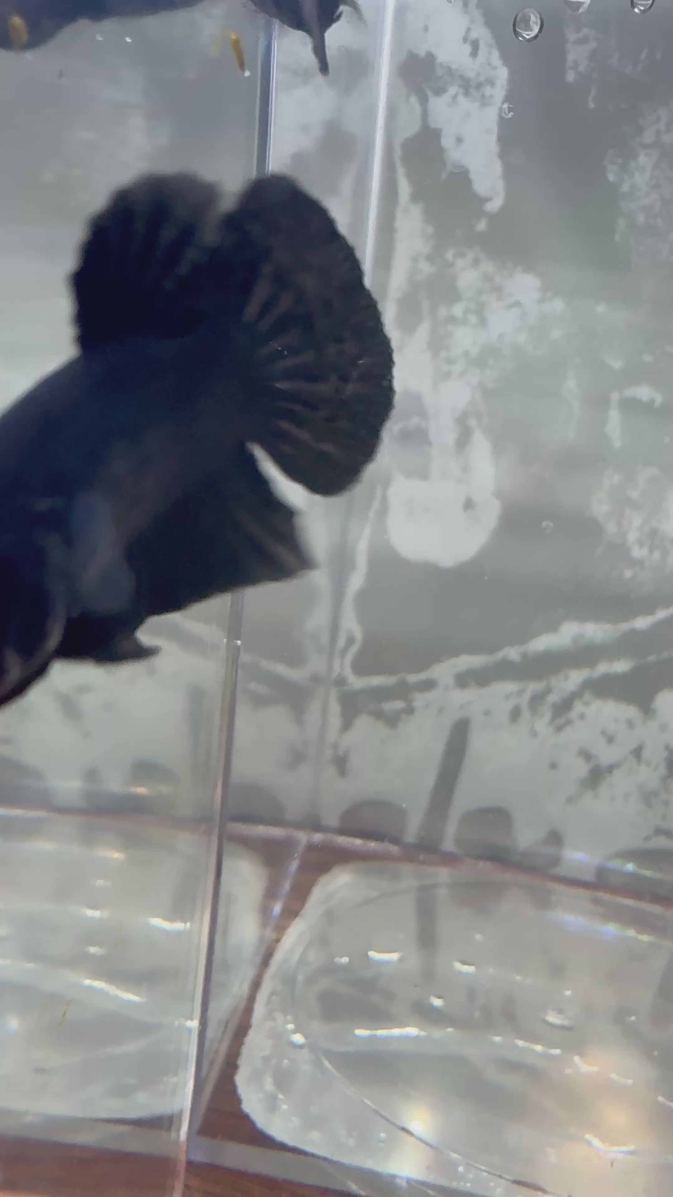 Super Black HMPK Breeding Pair | RZ-16/RZ-17