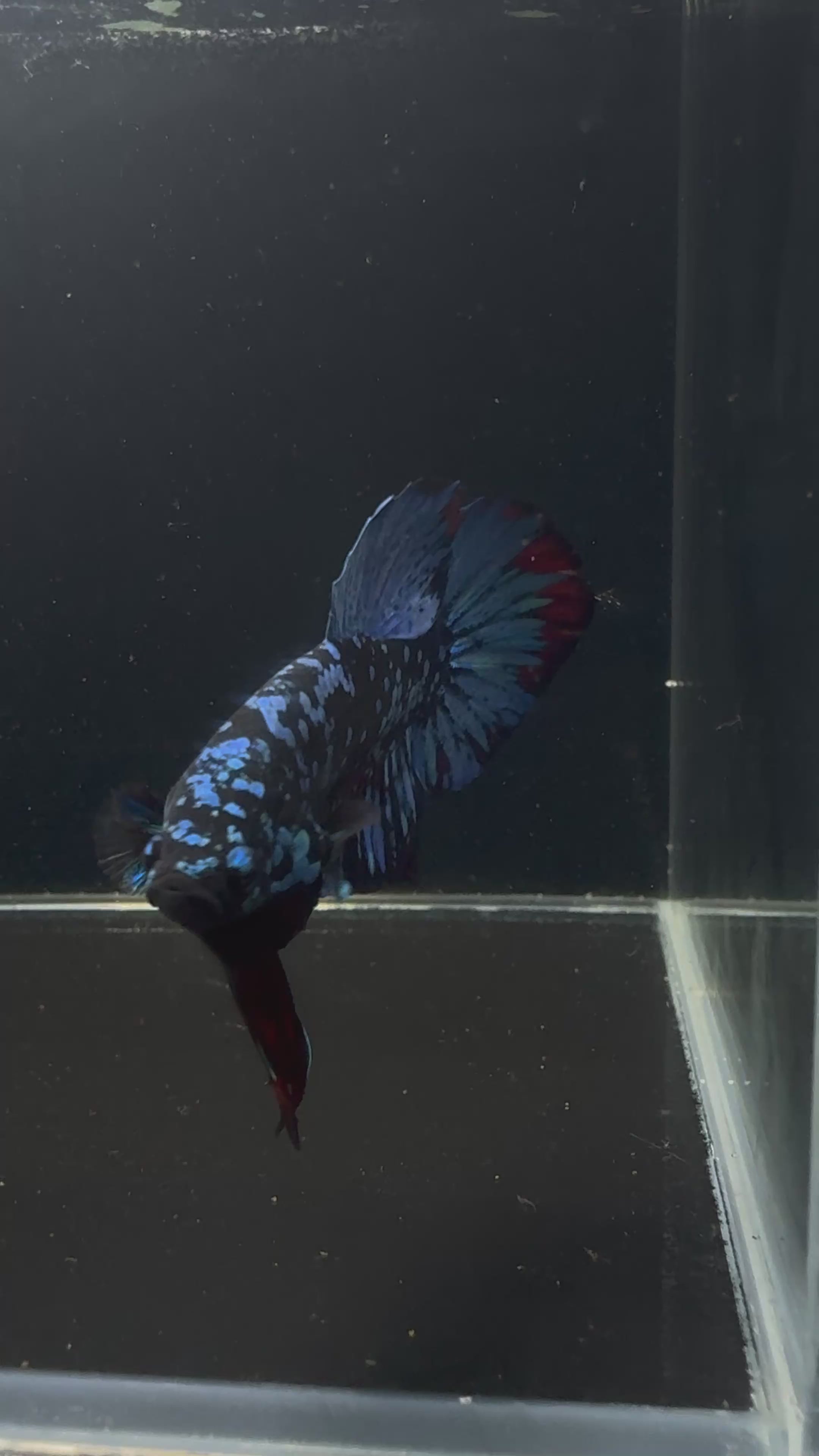 Avatar Nebula Plakat Male Betta | CG-35