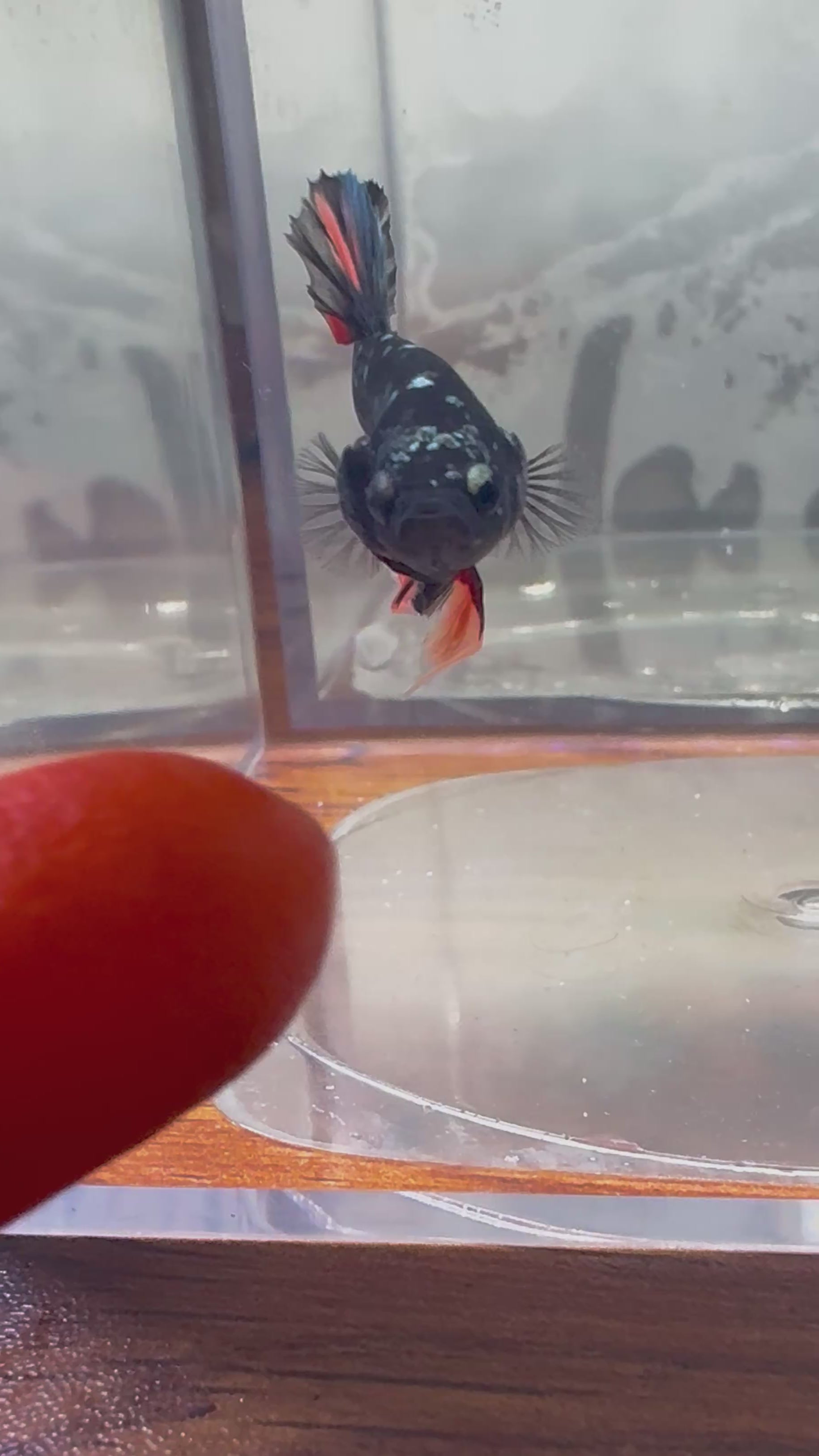 Avatar Nebula Male Betta | RZ-13