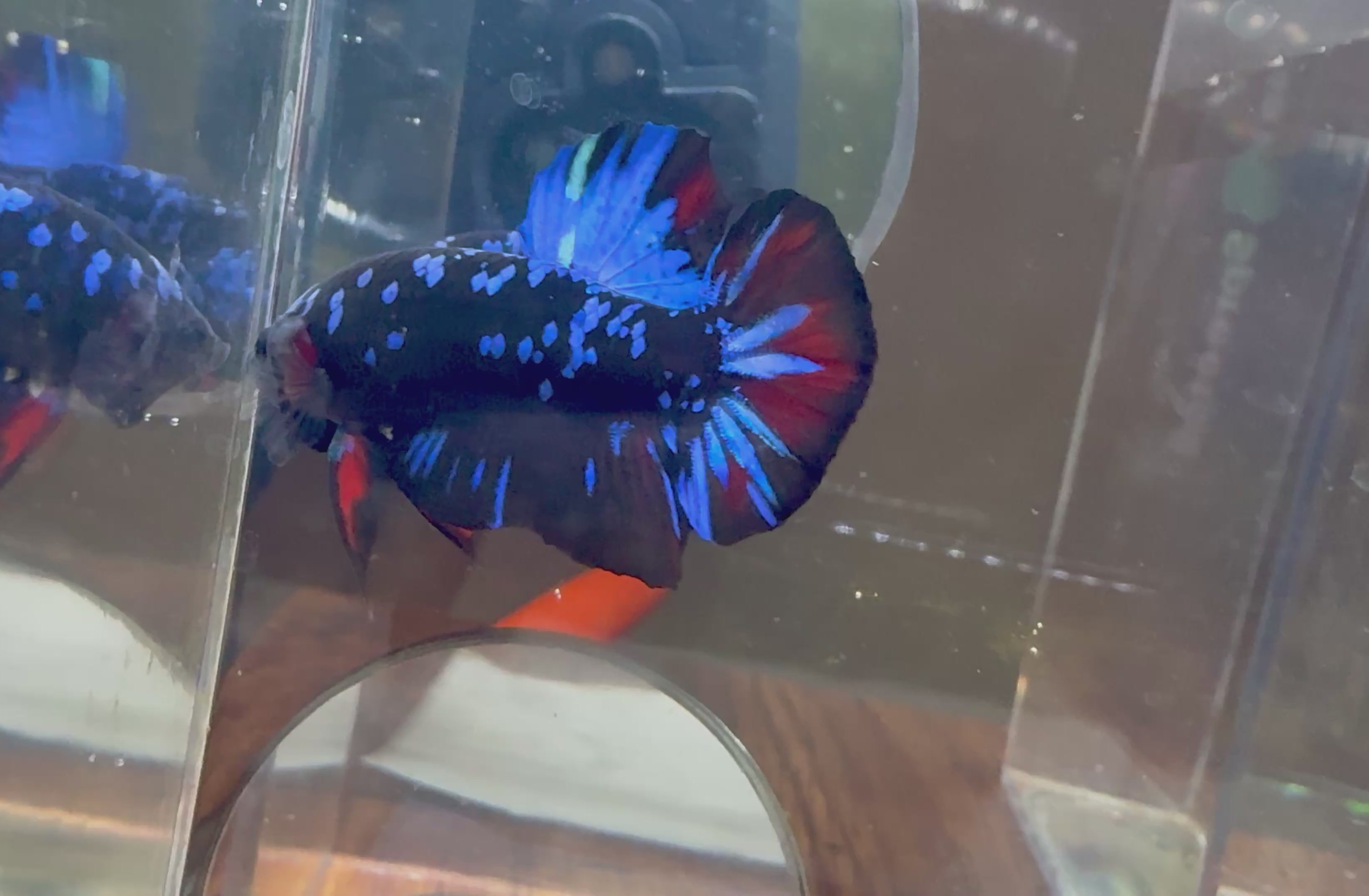 Avatar Galaxy HMPK Male Betta | RZ-19