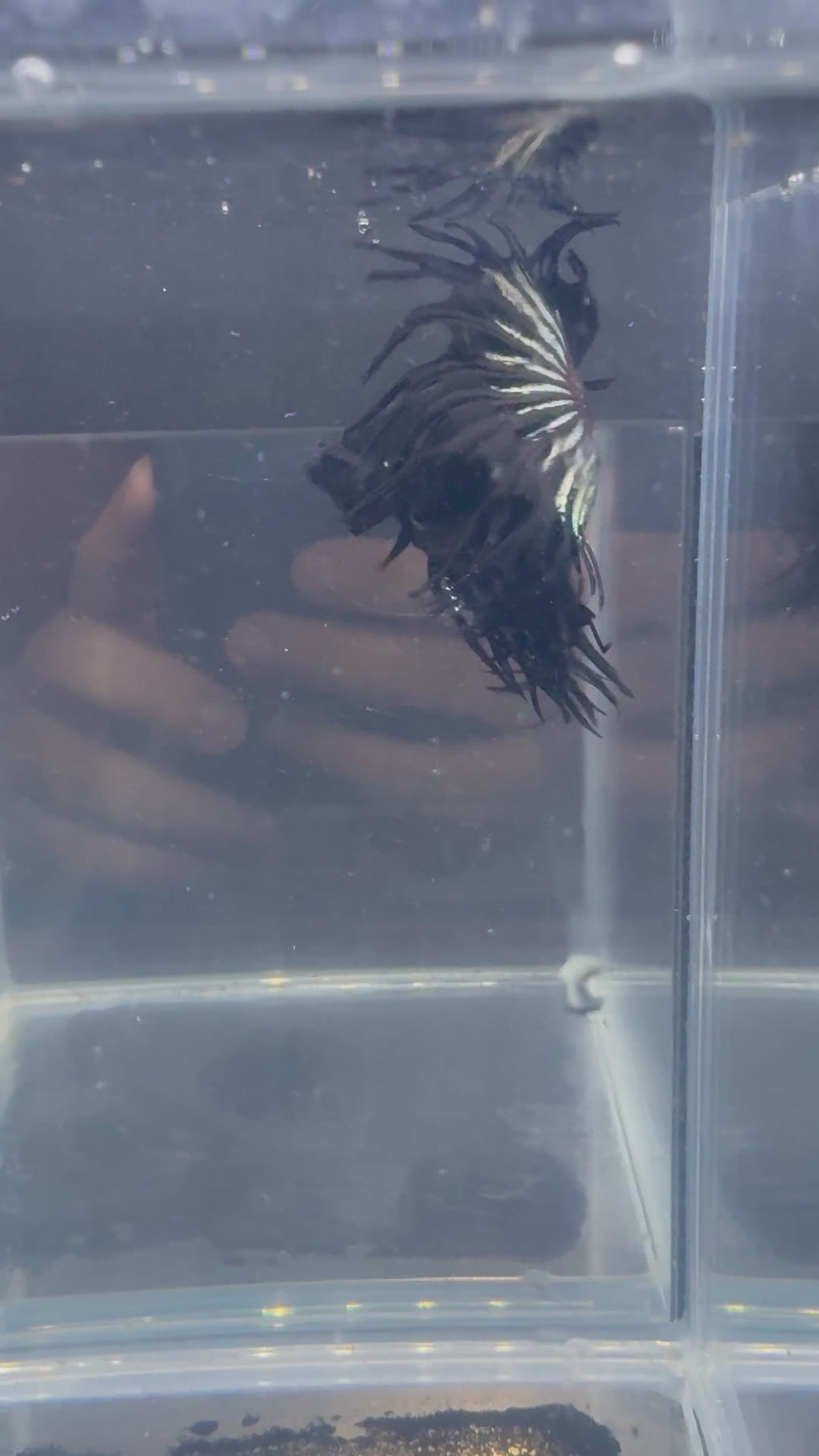 Black Orchid King Crowntail Betta | CG-88
