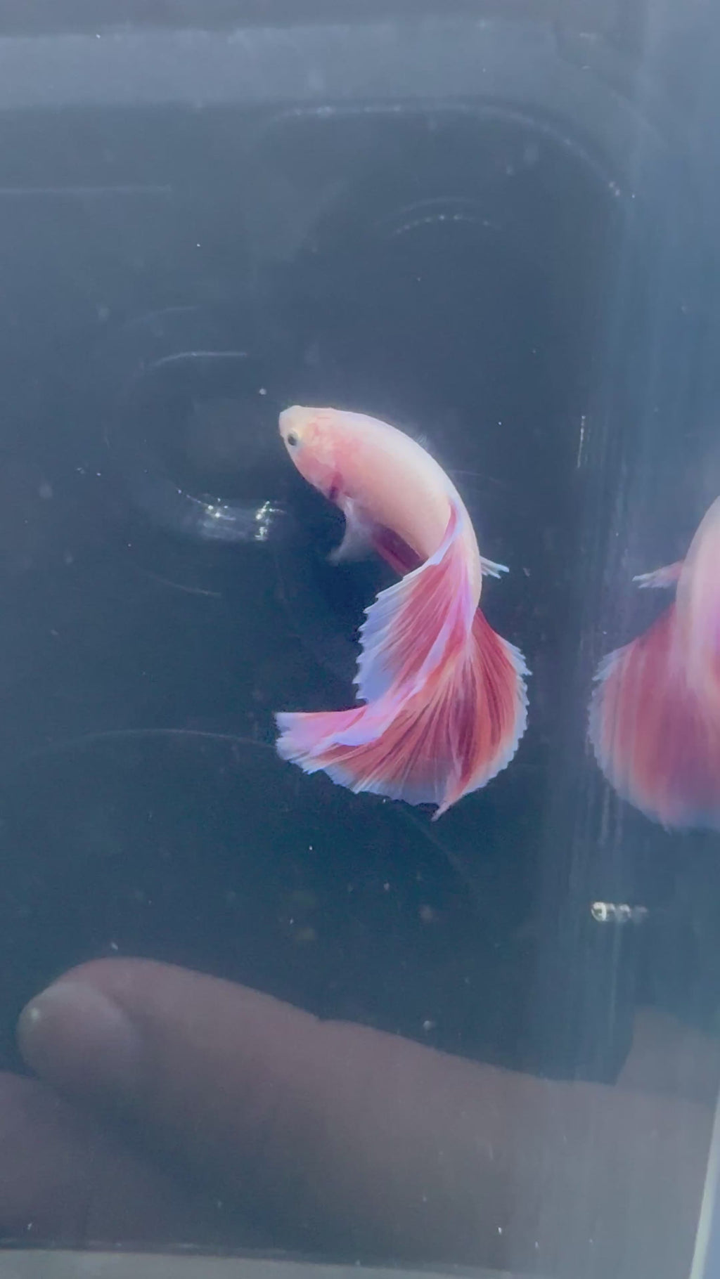 Pink HM Male Betta | RZ-96
