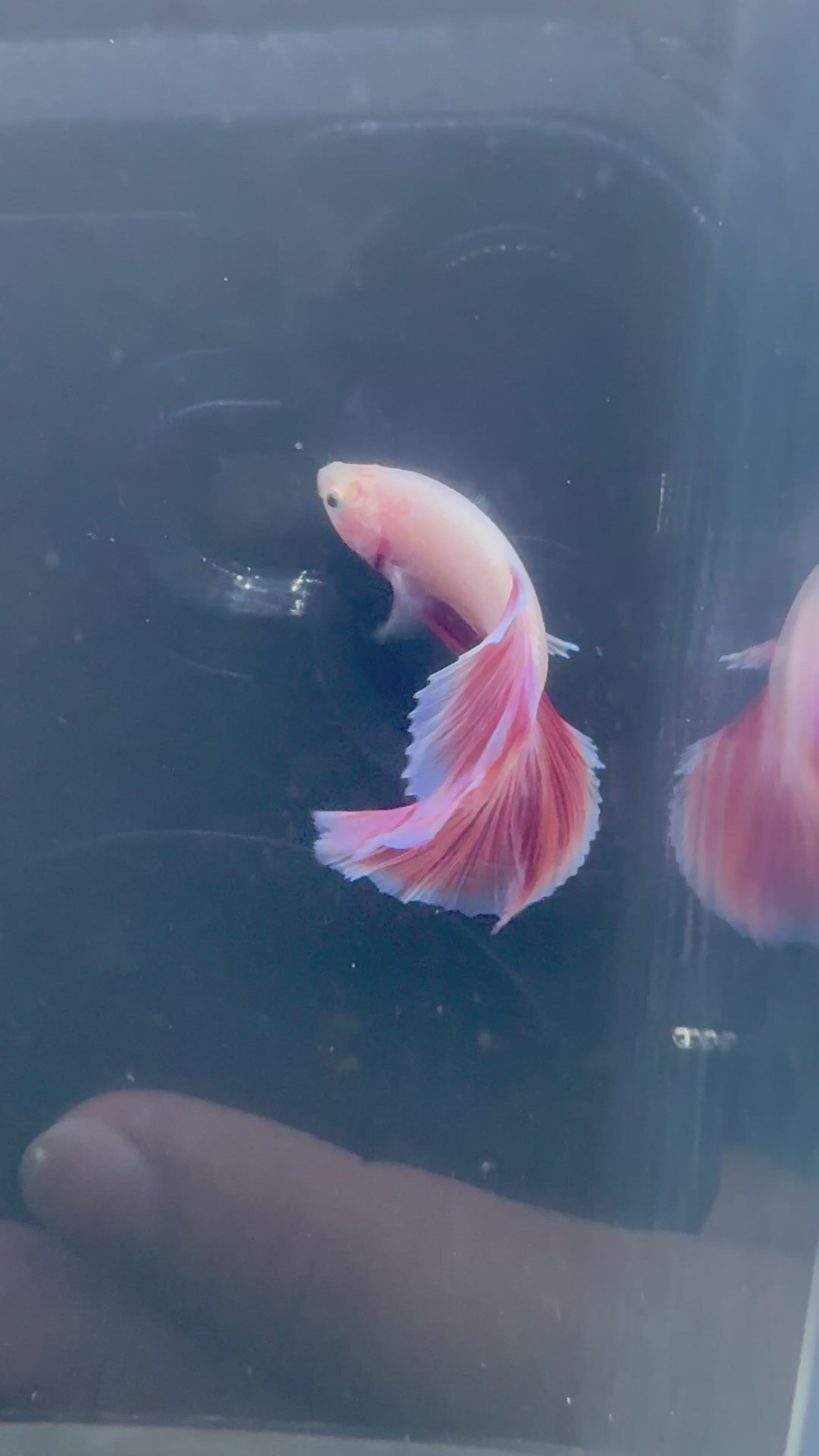 Pink HM Male Betta | RZ-96