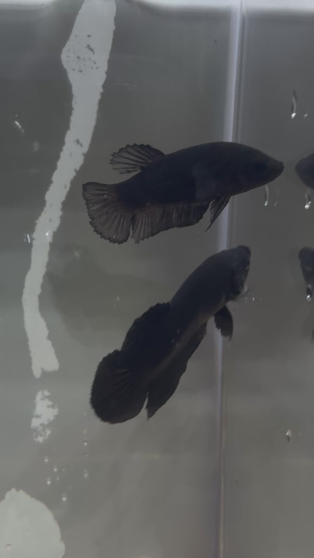 Super Black HMPK Breeding Pair | RZ-16/RZ-17