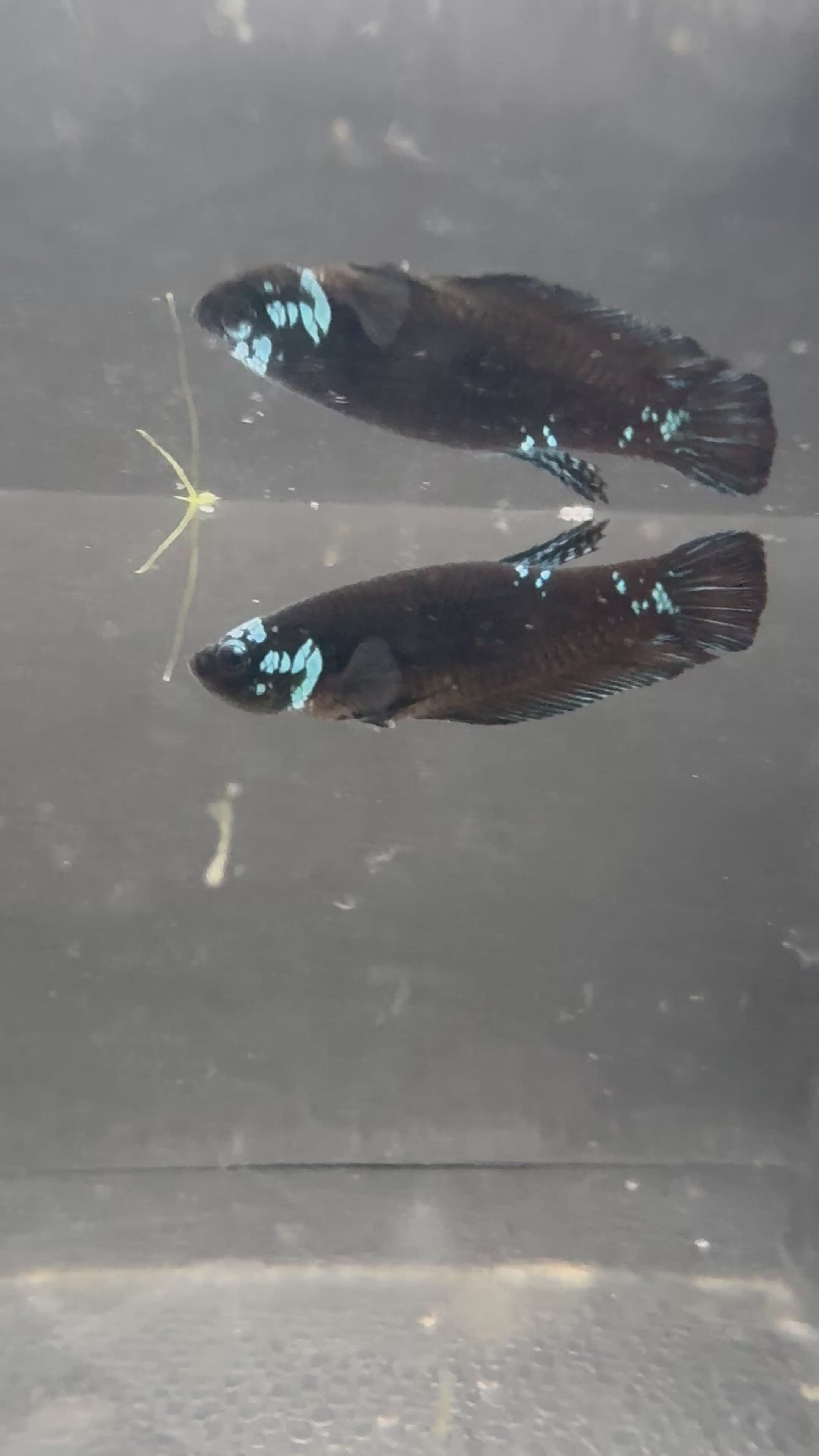 Premium Female blue Avatar HMPK— F-001