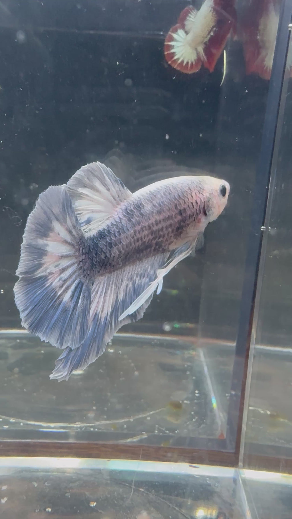 Giant Grizzly Male Betta | RZ-72