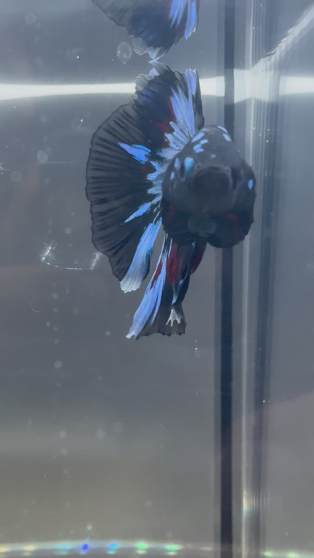 Avatar Galaxy SUPER DELTA Male Betta | RZ-5
