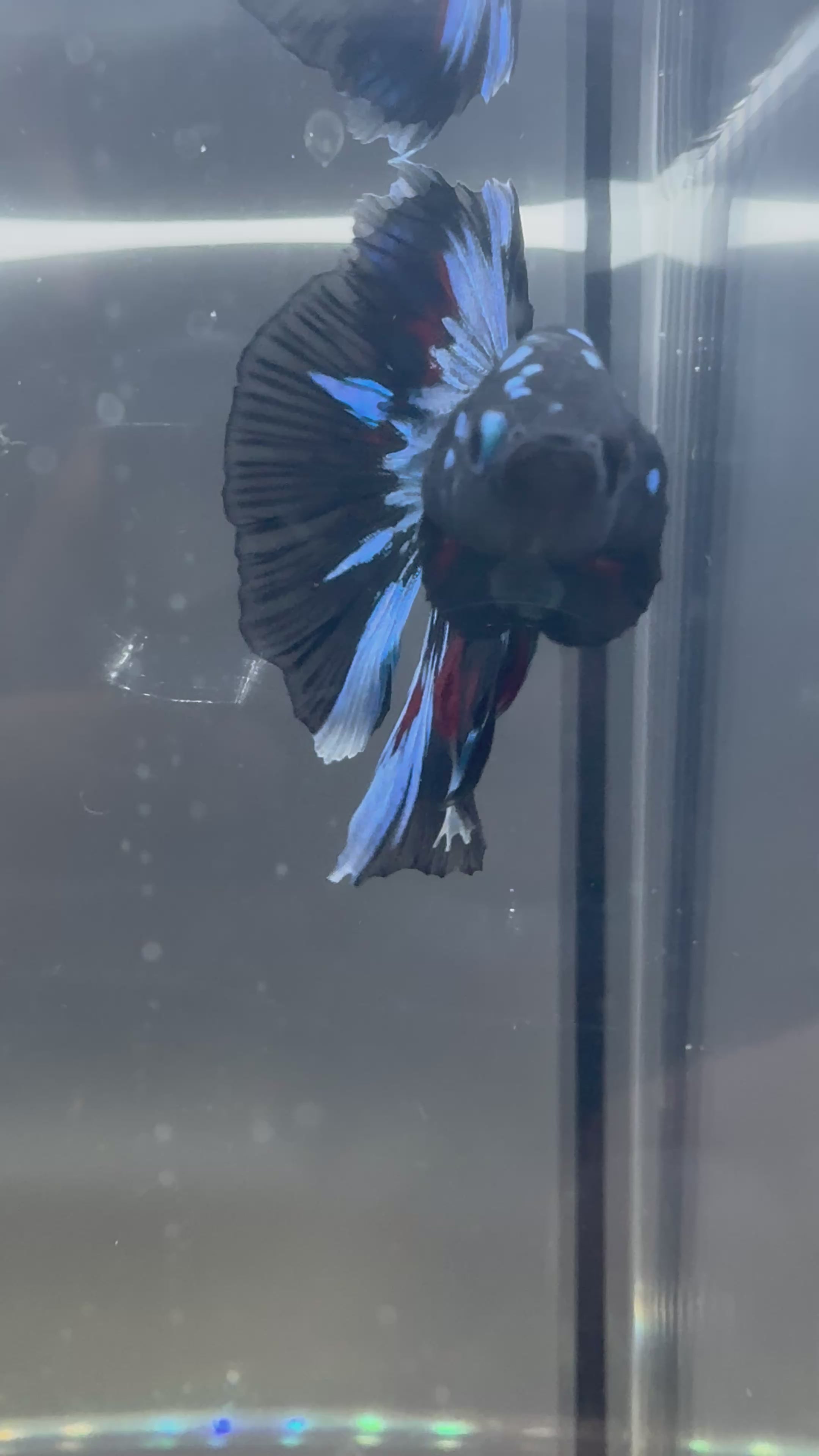 Avatar Galaxy SUPER DELTA Male Betta | RZ-5