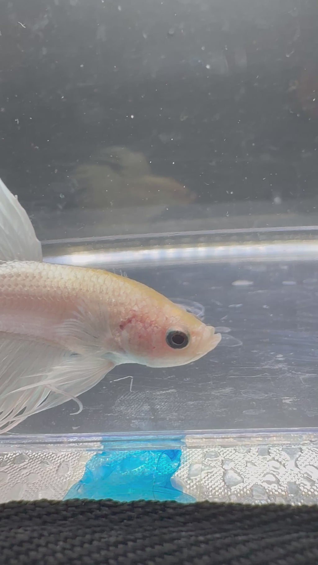 White Crowntail — M-029(2)