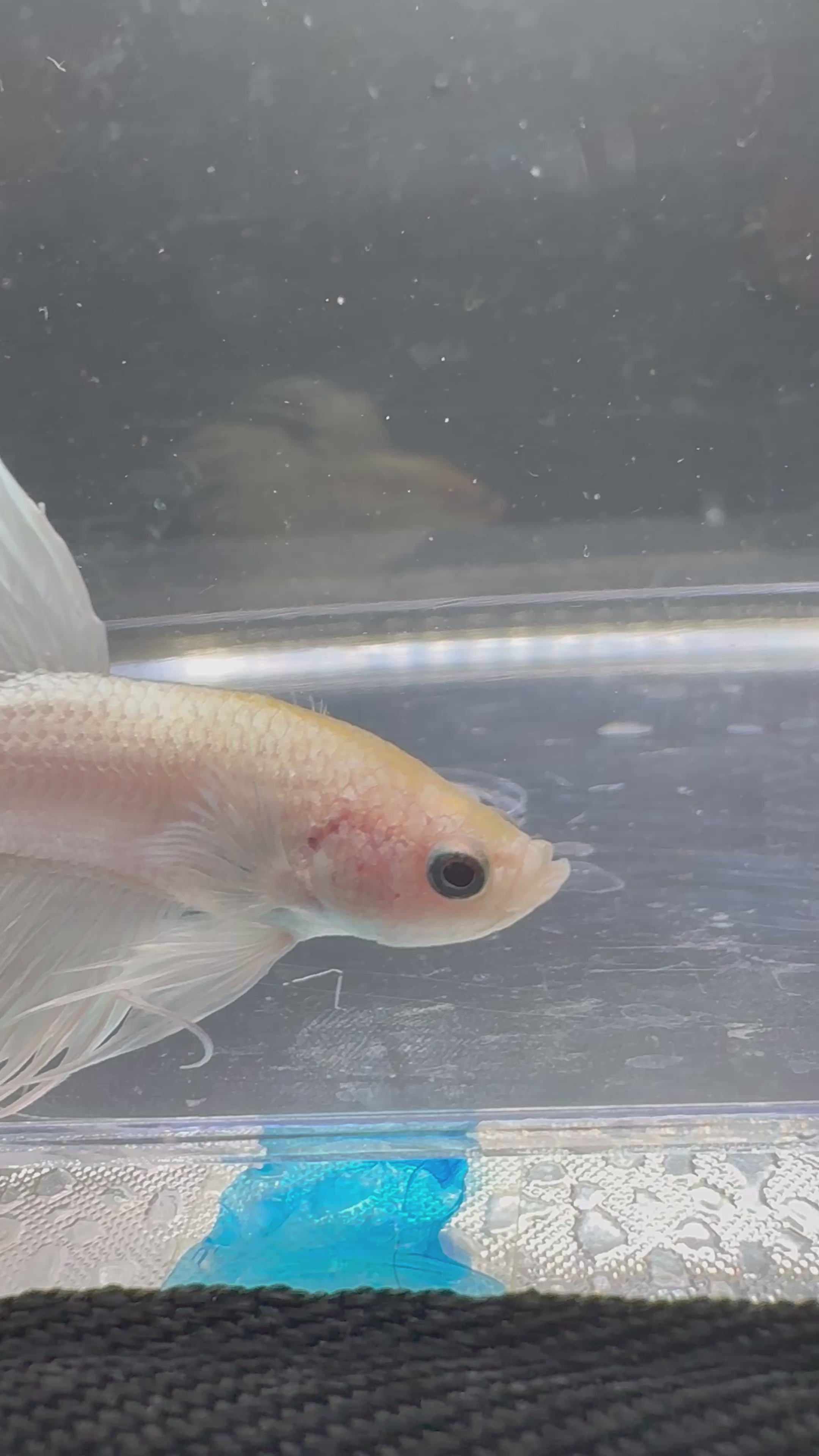White Crowntail — M-029(2)