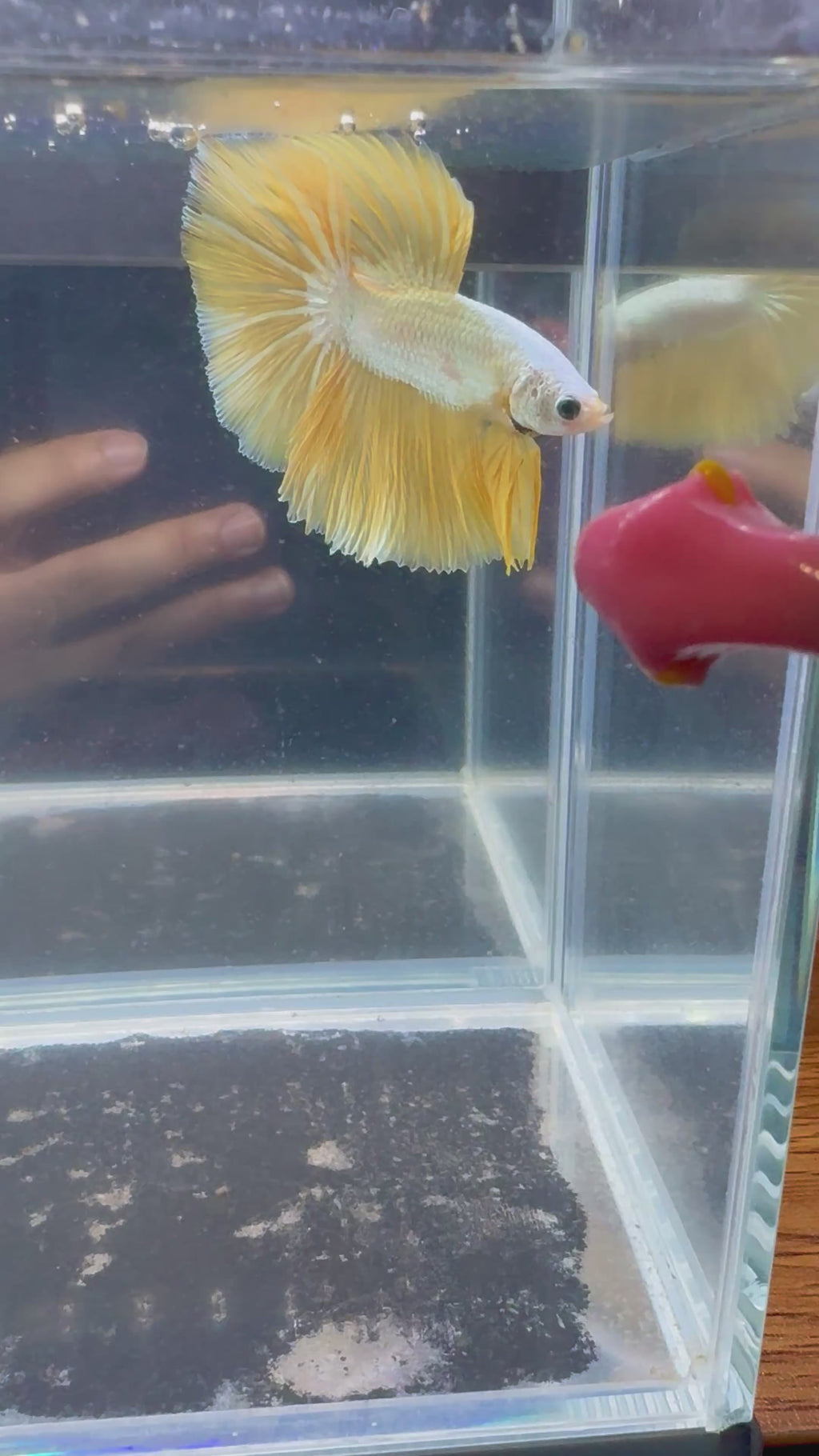 Yellow Dragon Halfmoon Male Betta | CG-138